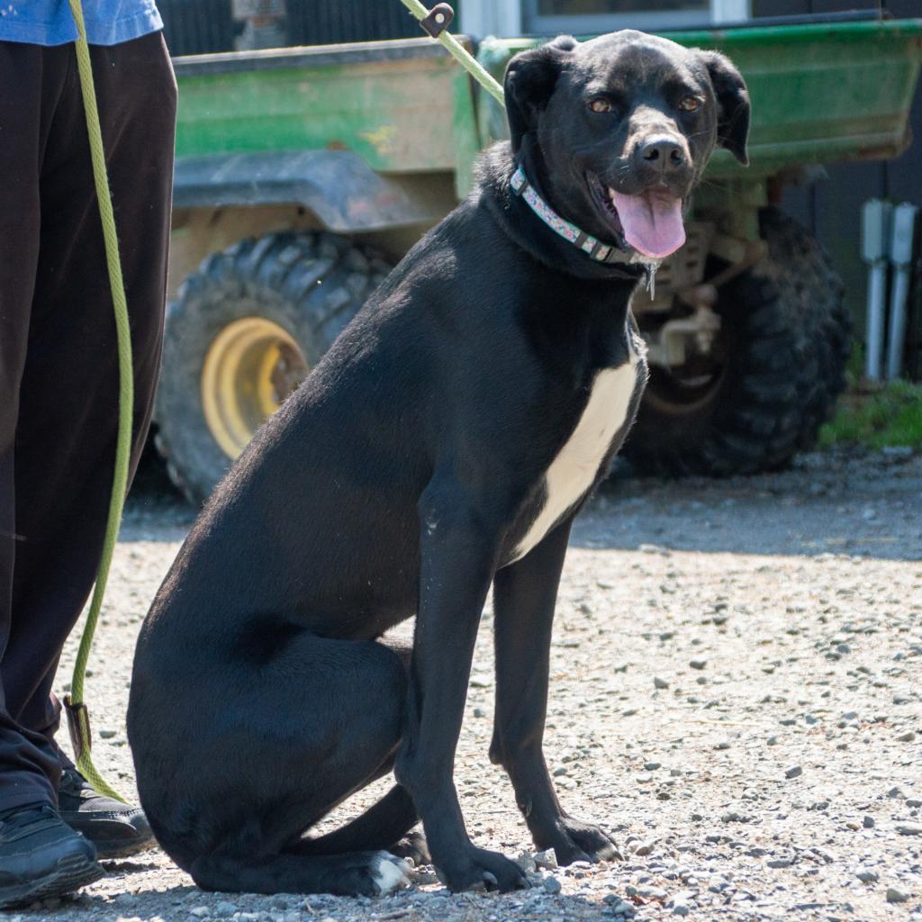 Selah, a Adoptable mixed breed in Middletown, NY image 5/6