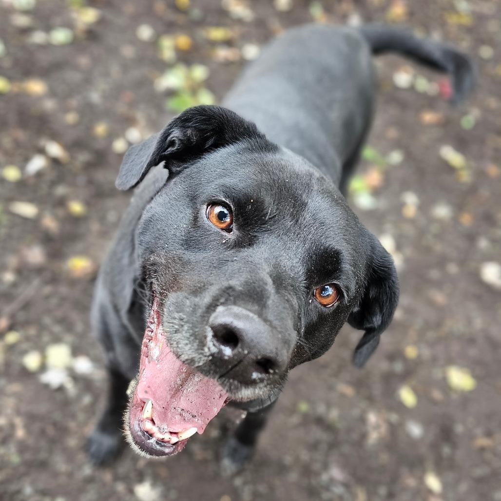 Selah, a Adoptable mixed breed in Middletown, NY image 6/6