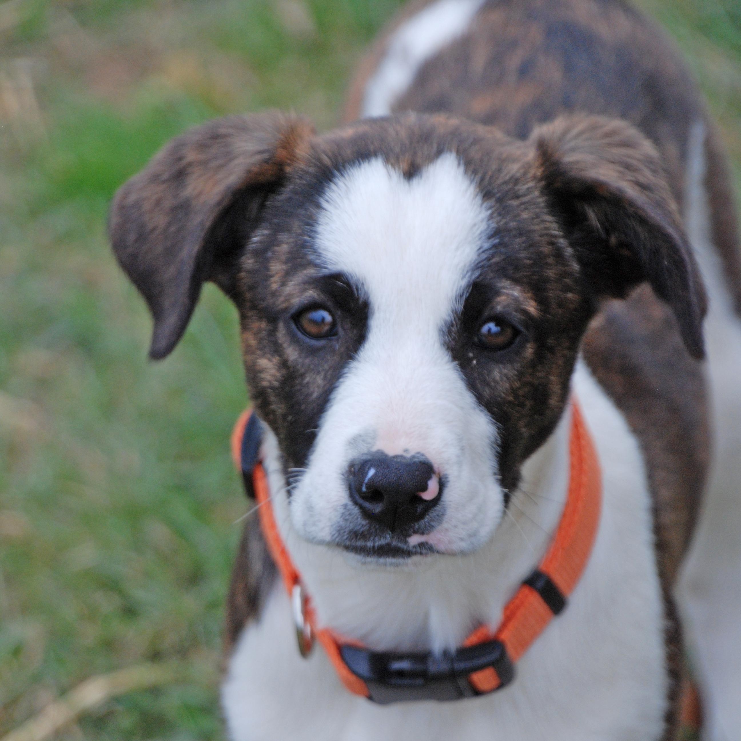 Merida, ADOPTABLE, Puppy Female Australian Shepherd & Plott Hound.