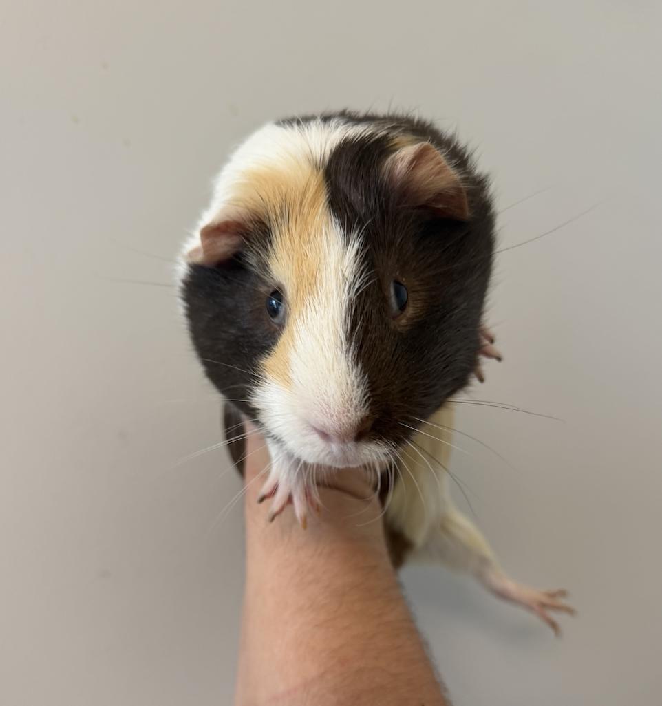 Euler, ADOPTABLE, Young Male Guinea Pig.
