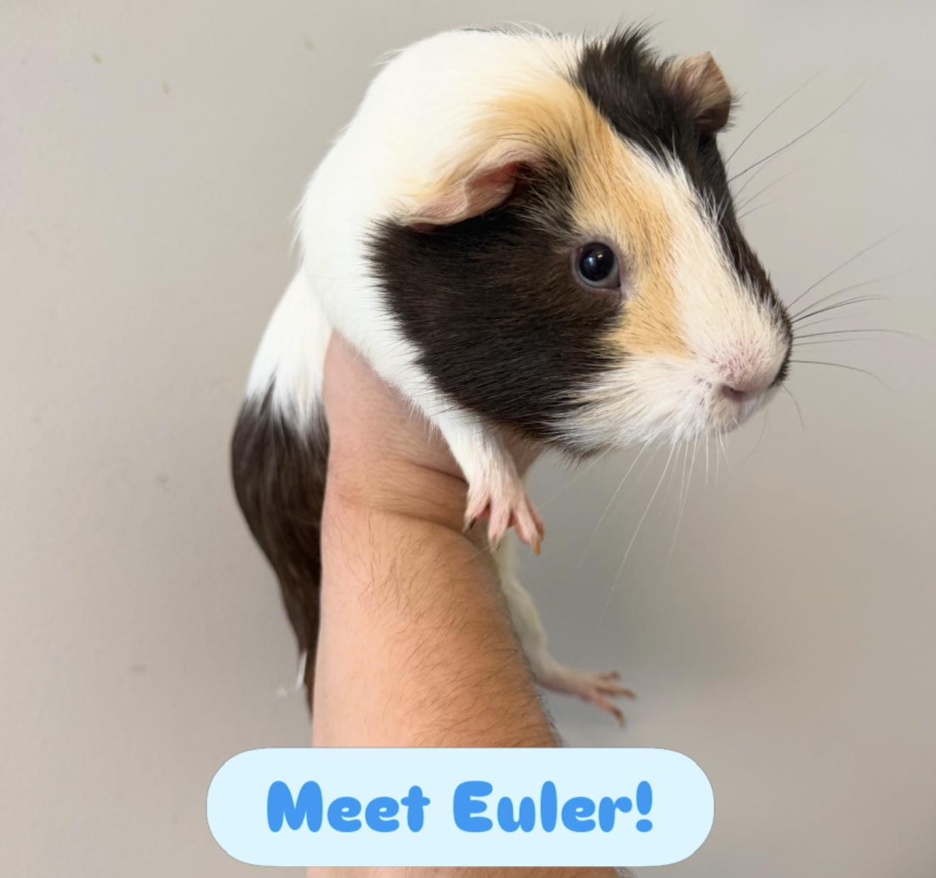 Euler, a ADOPTABLE Guinea Pig in Minneapolis, MN image 2/2
