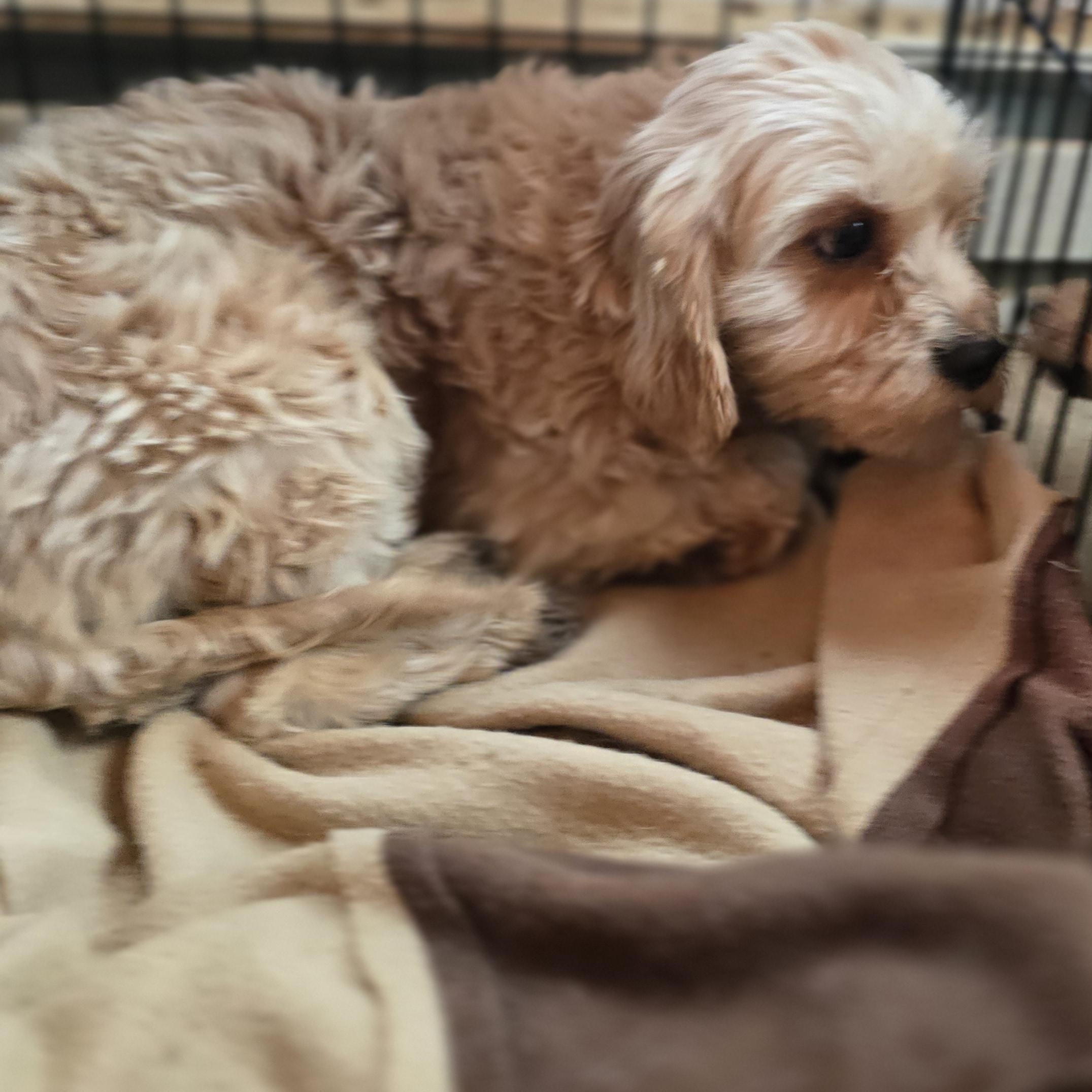 Shooter, ADOPTABLE, Young Male Cavapoo.
