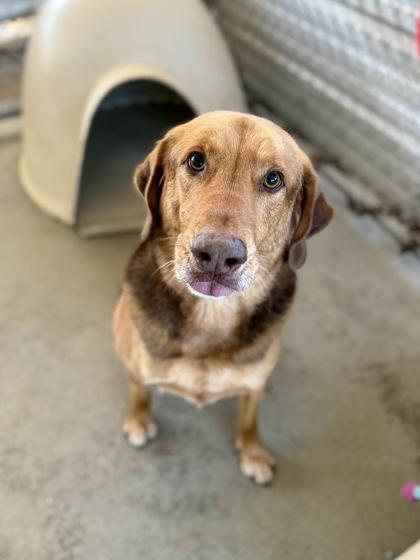 Milo, Adoptable, Adult Male German Shepherd Dog & Mixed Breed.
