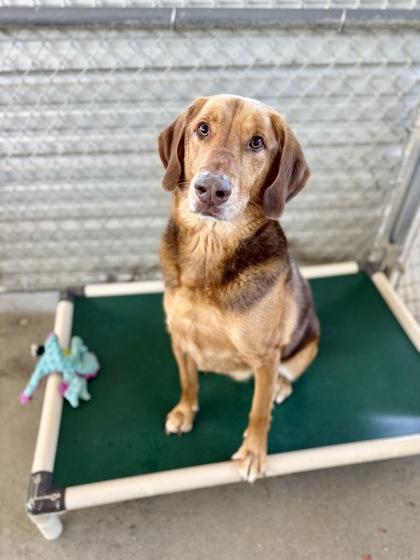 Milo, Adoptable, Adult Male German Shepherd Dog & Mixed Breed.