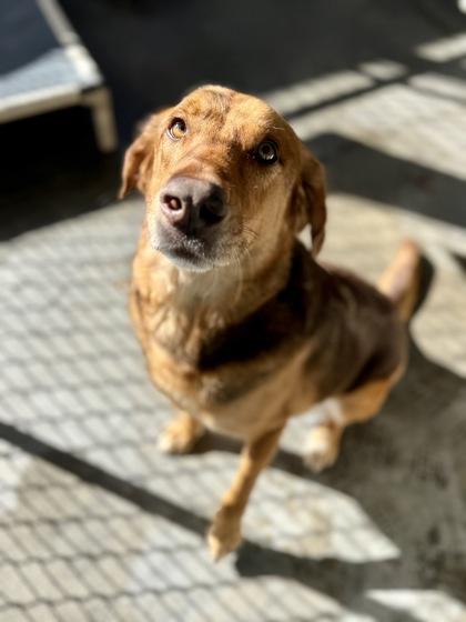 Milo, a Adoptable mixed breed in Picayune, MS image 2/3