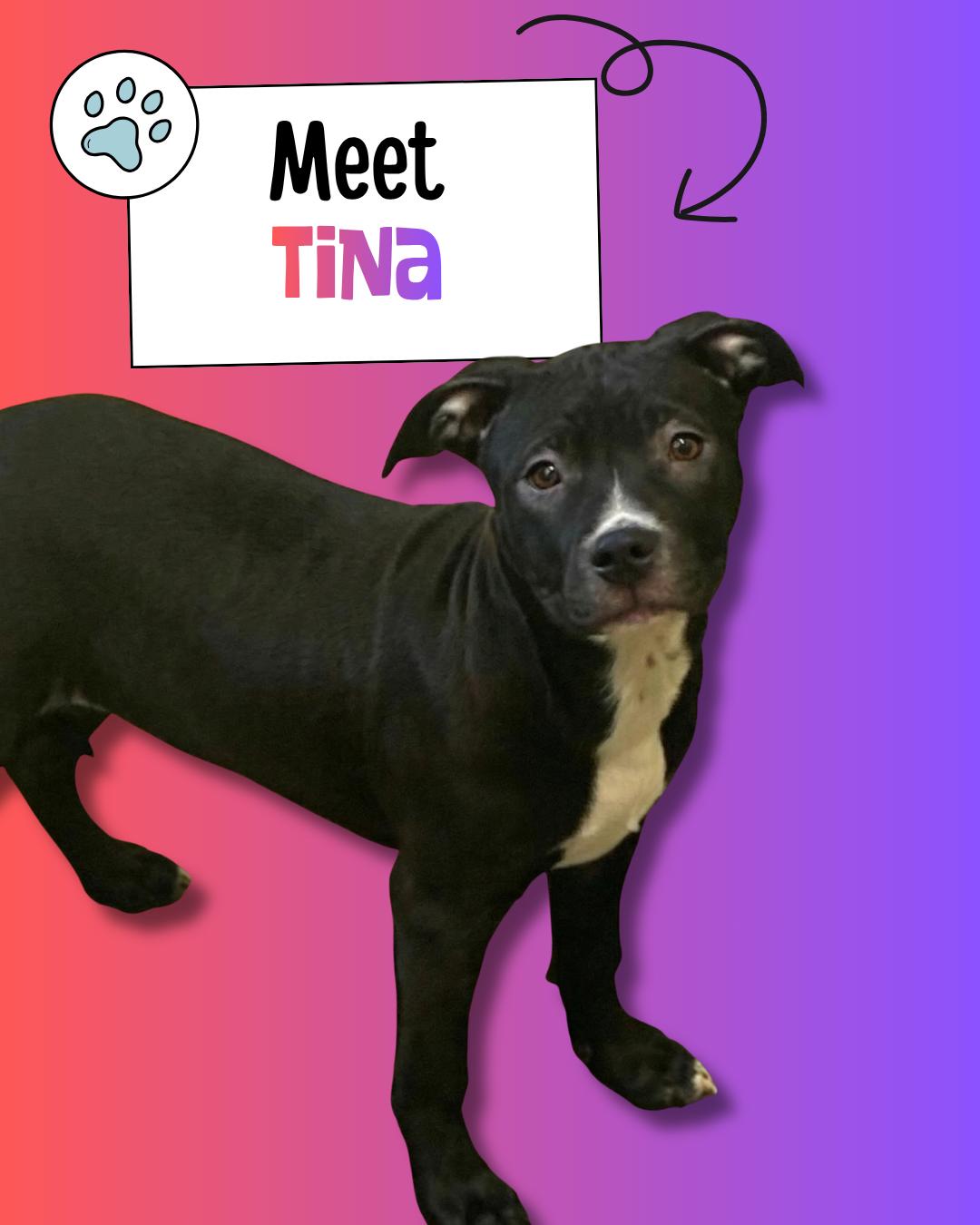 Tina, ADOPTABLE, Puppy Female Pit Bull Terrier.