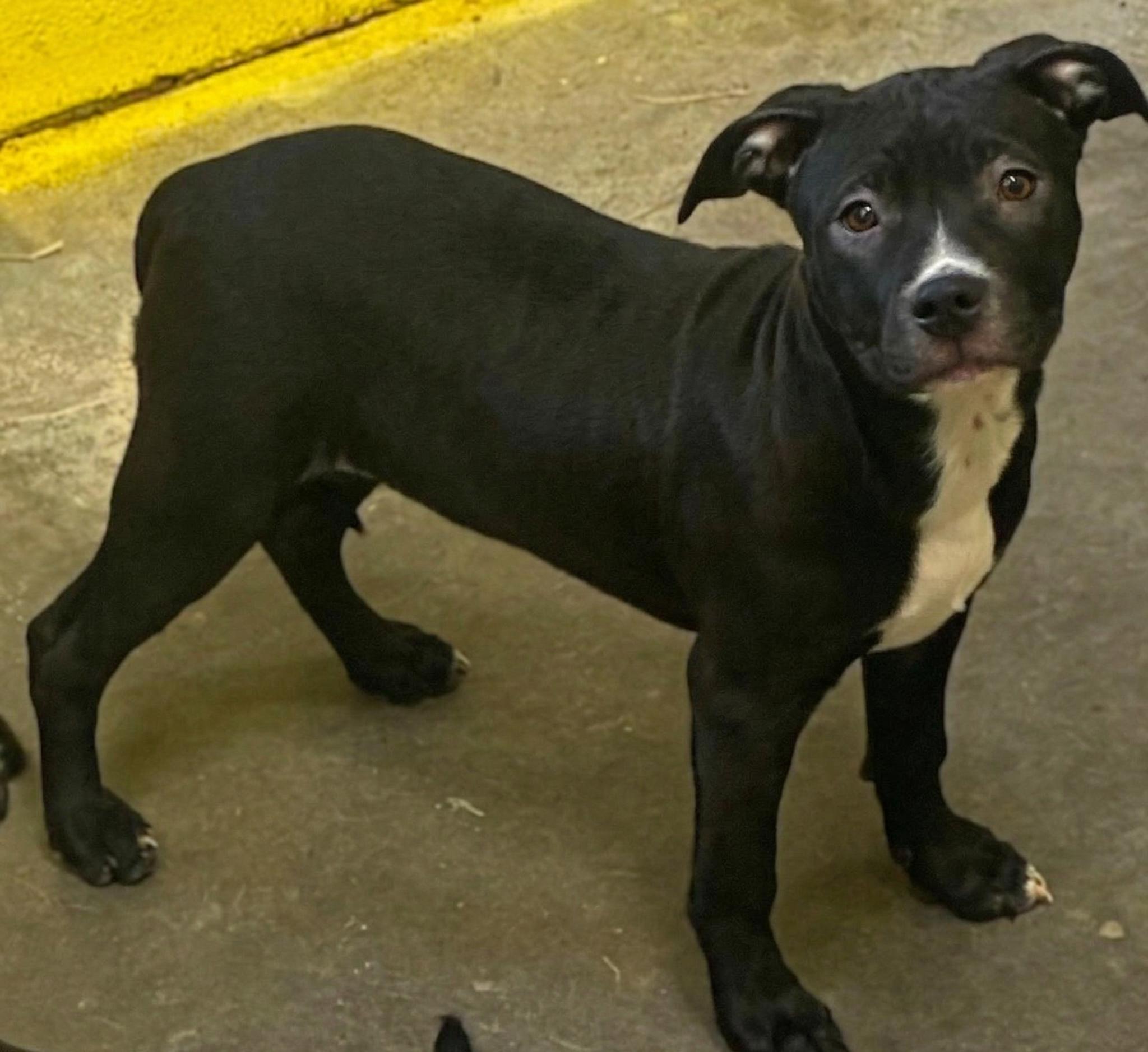 Enlarge Tina, a ADOPTABLE Pit Bull Terrier in Sulphur, KY image 2/2