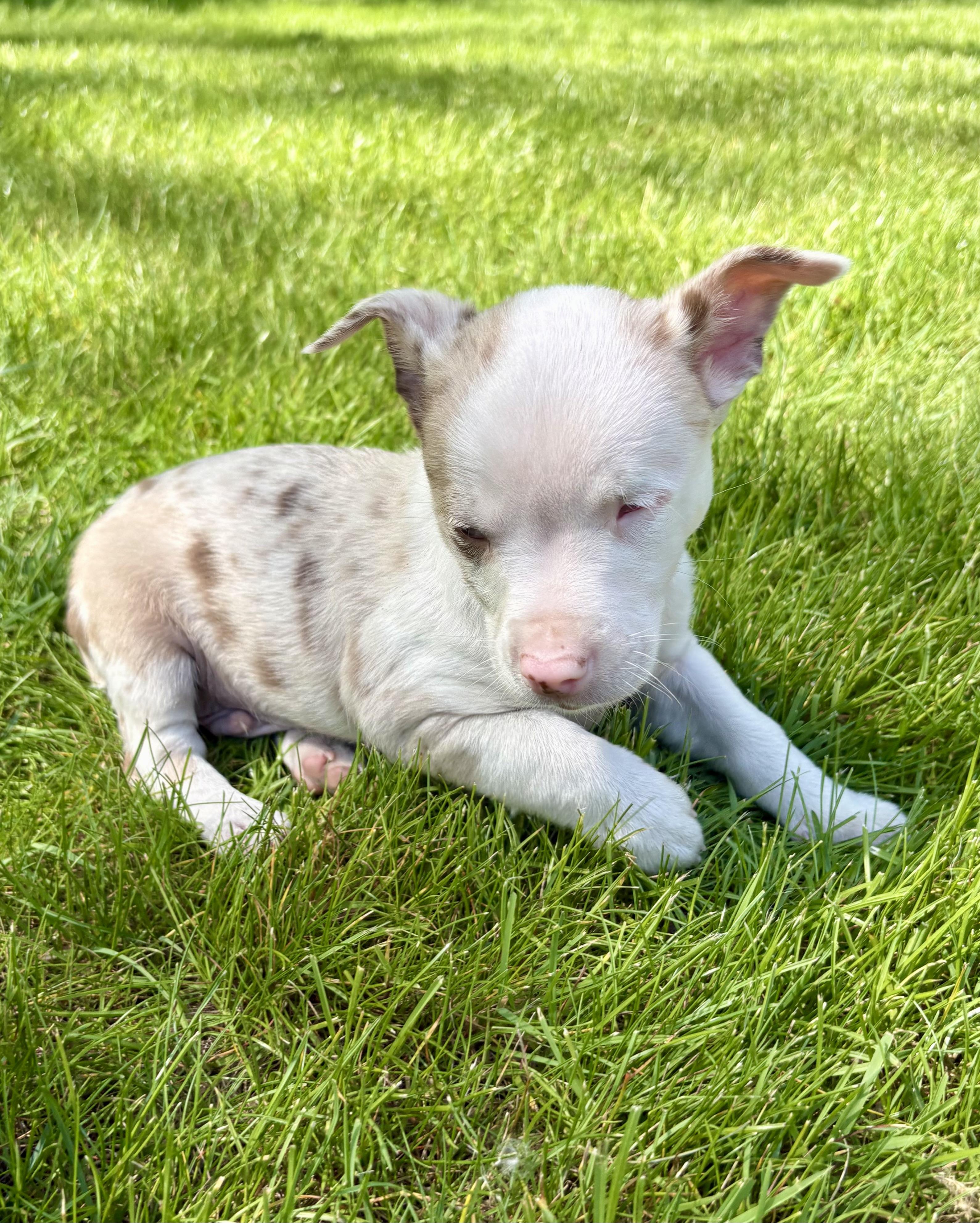 Dallas, a ADOPTABLE Chihuahua in Chesterfield, MI image 5/6