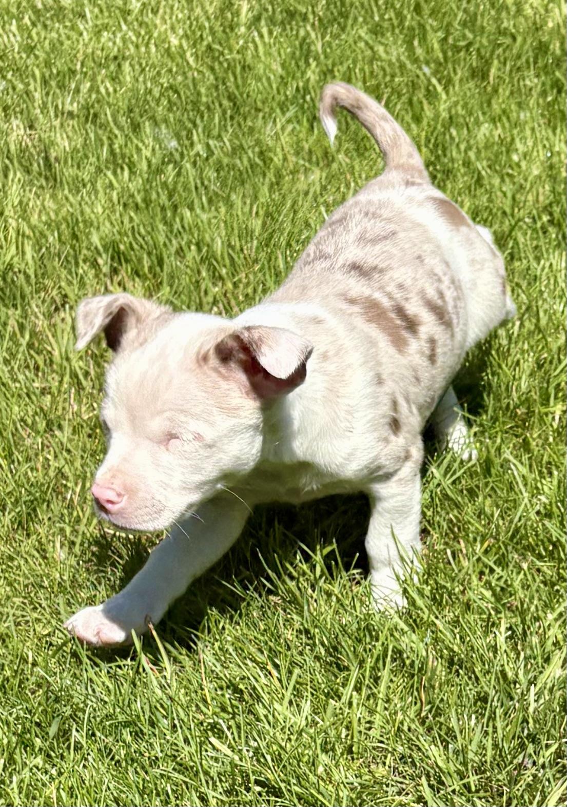 Dallas, a ADOPTABLE Chihuahua in Chesterfield, MI image 3/6