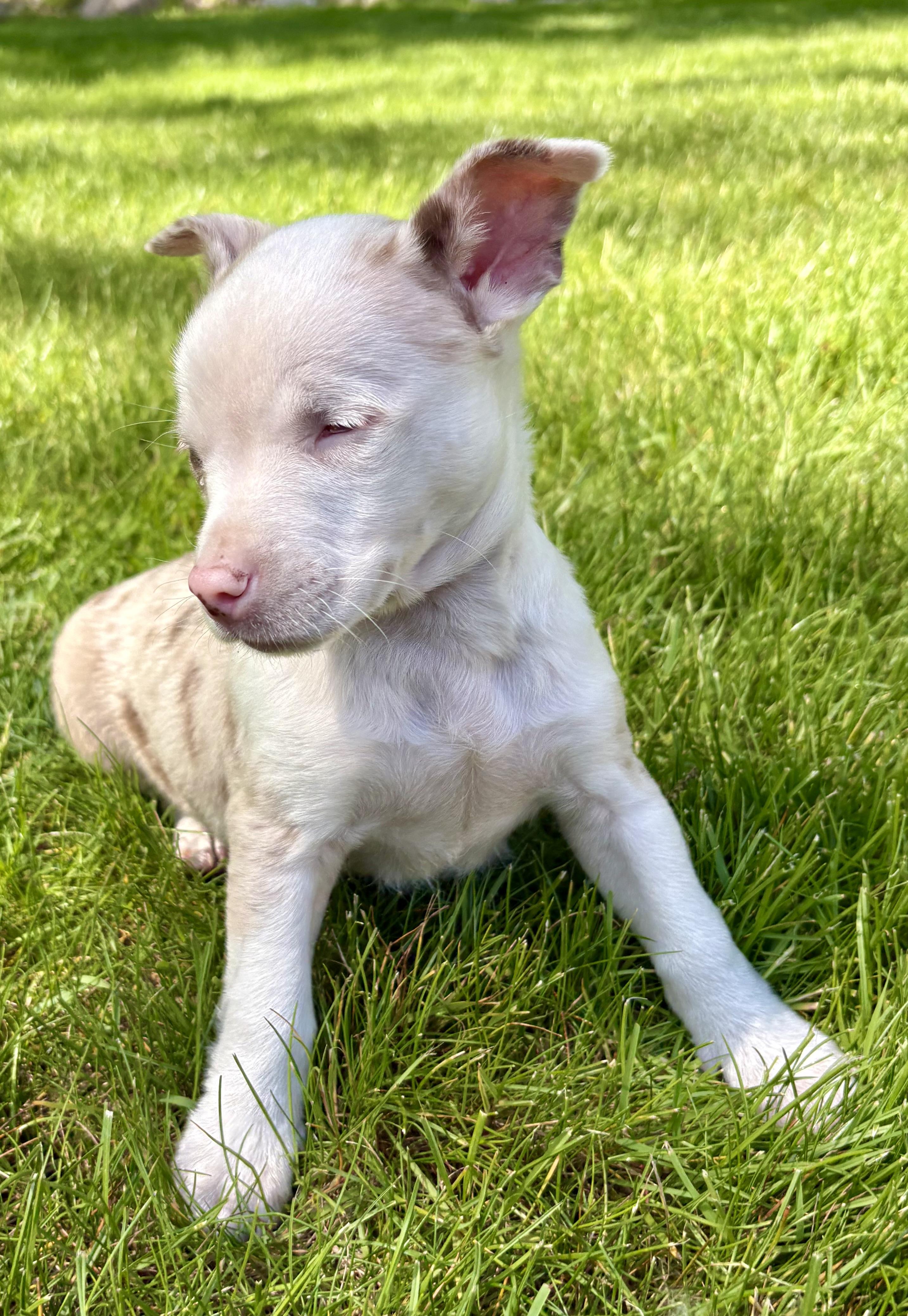 Dallas, a ADOPTABLE Chihuahua in Chesterfield, MI image 4/6