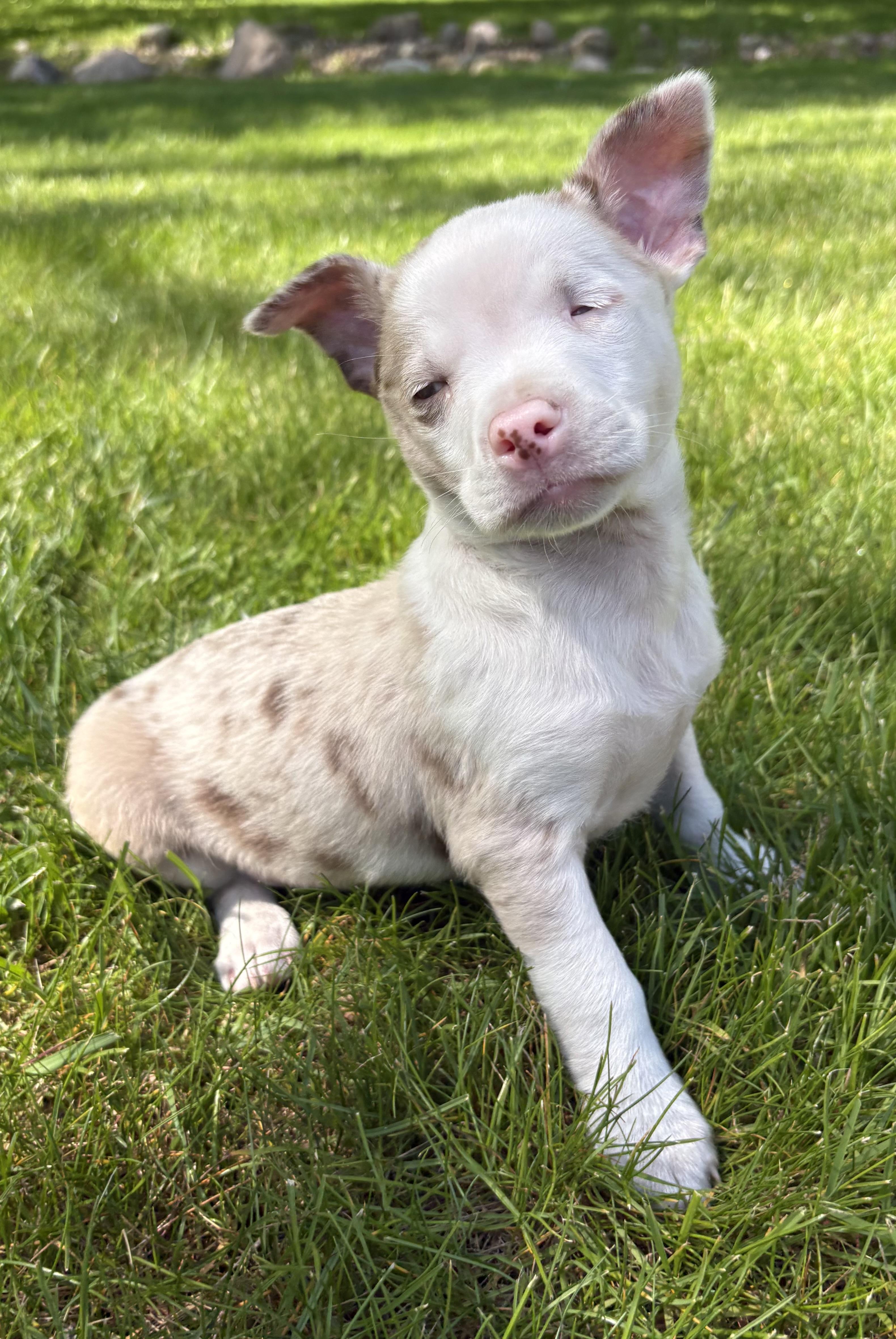 Dallas, a ADOPTABLE Chihuahua in Chesterfield, MI image 2/6