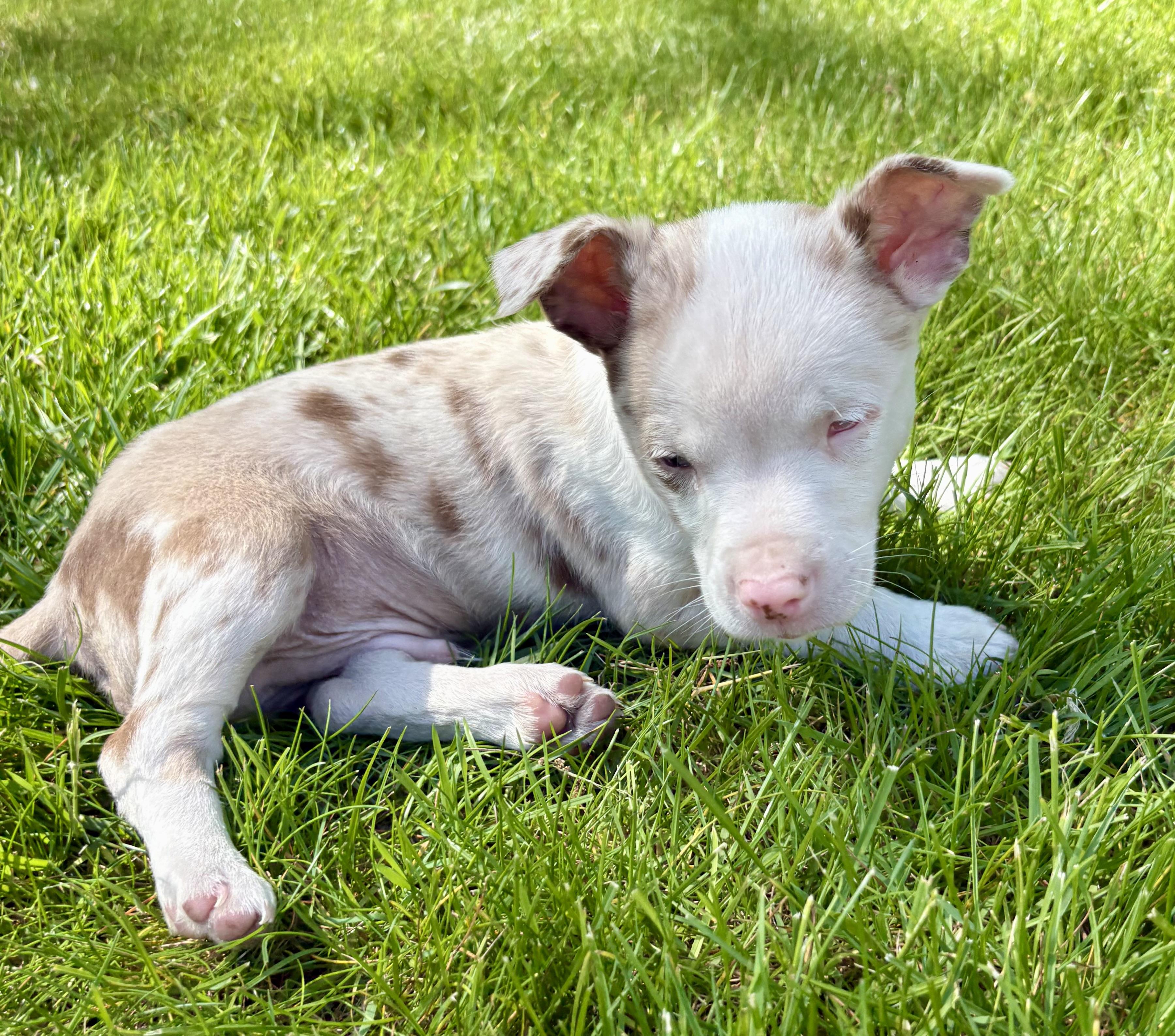 Dallas, a ADOPTABLE Chihuahua in Chesterfield, MI image 1/6