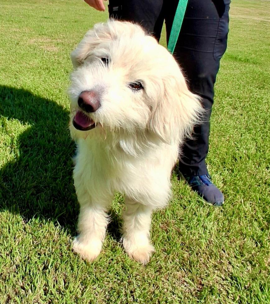Roland, Adopted, Young Male Golden Retriever & Poodle.