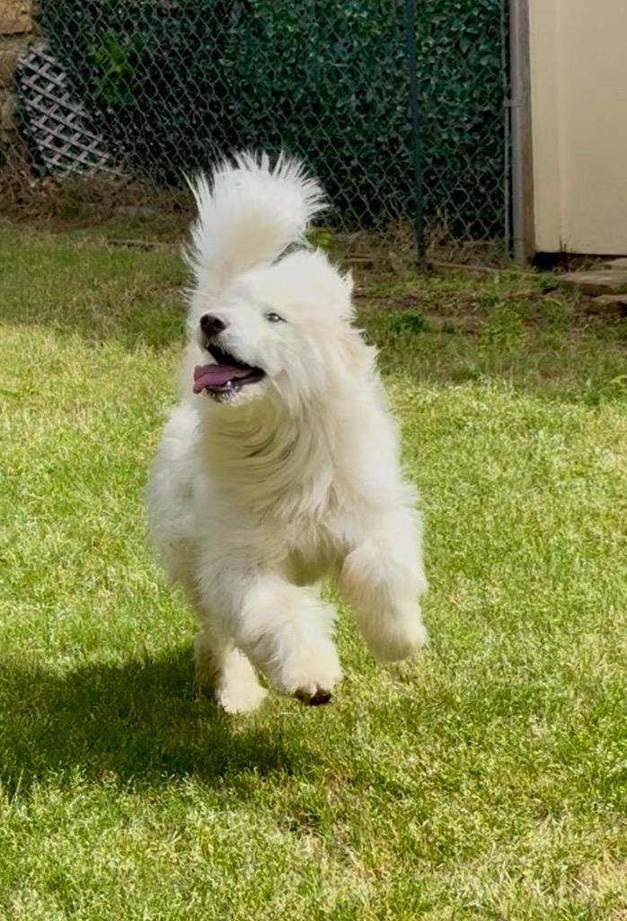 Enlarge Roland, a Adopted mixed breed in Arlington, TX image 2/6