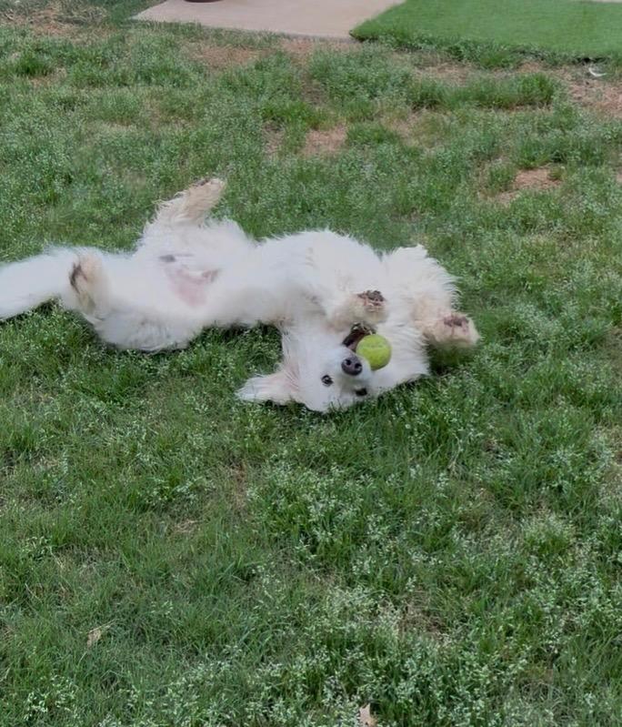 Enlarge Roland, a Adopted mixed breed in Arlington, TX image 3/6