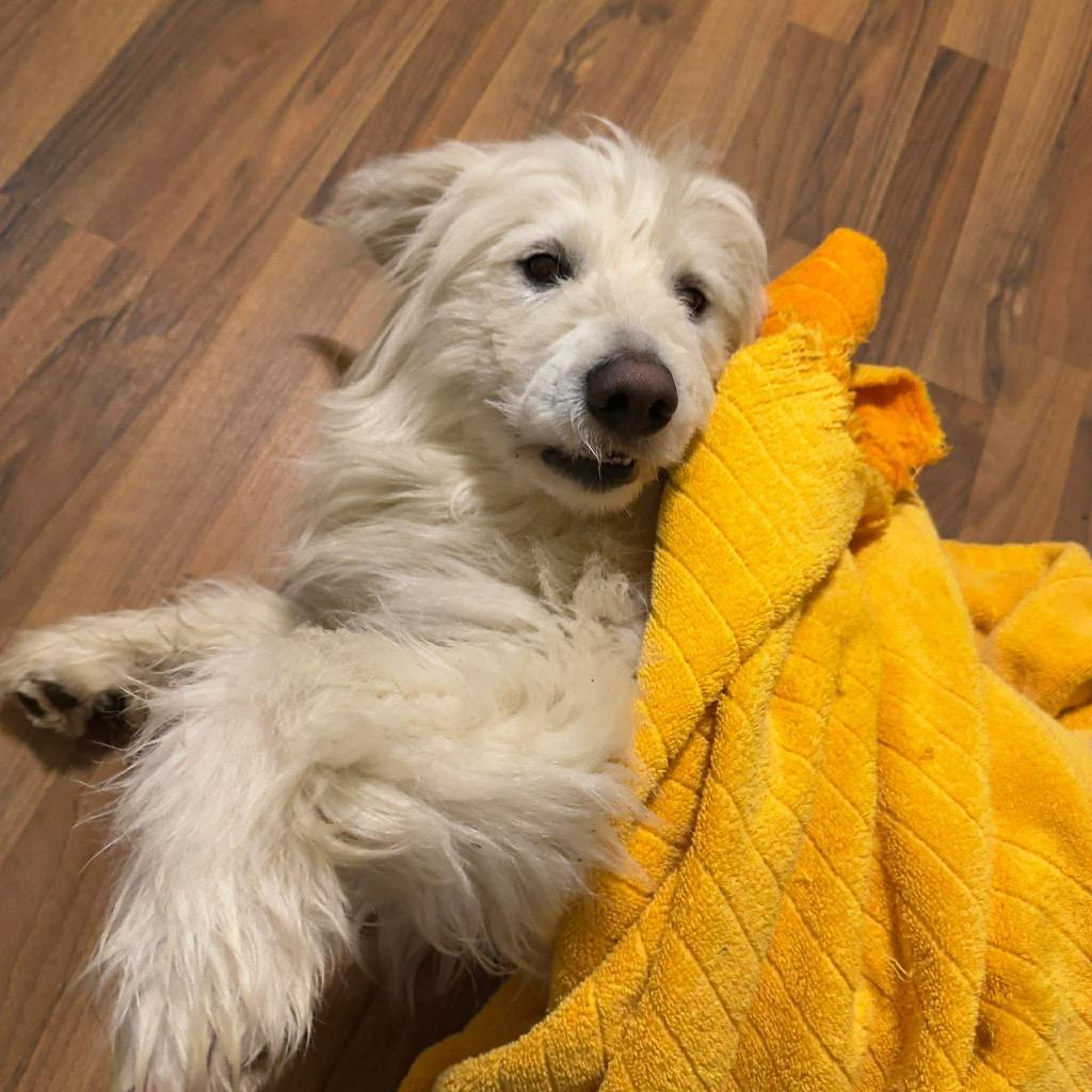 Enlarge Roland, a Adopted mixed breed in Arlington, TX image 4/6