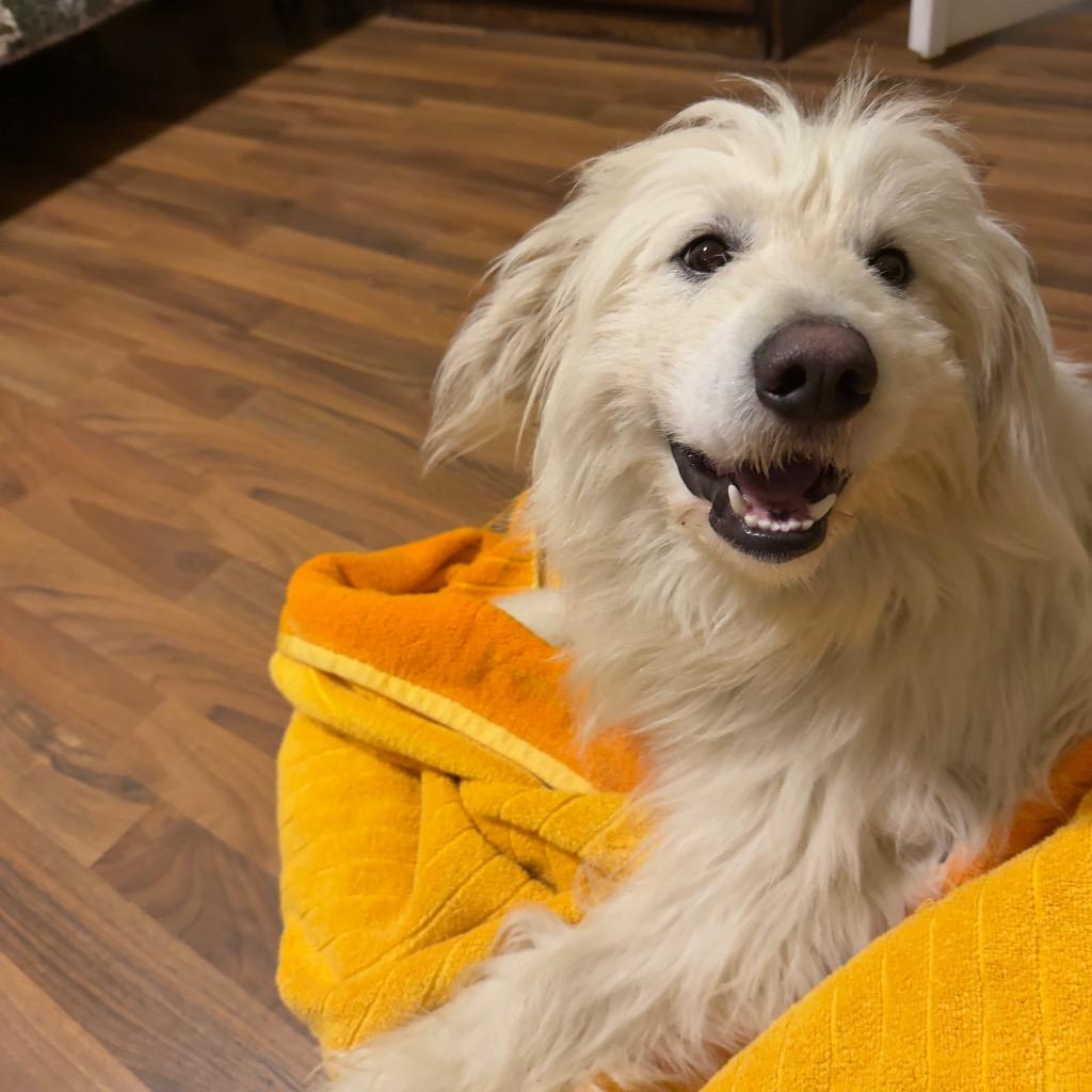 Enlarge Roland, a Adopted mixed breed in Arlington, TX image 5/6