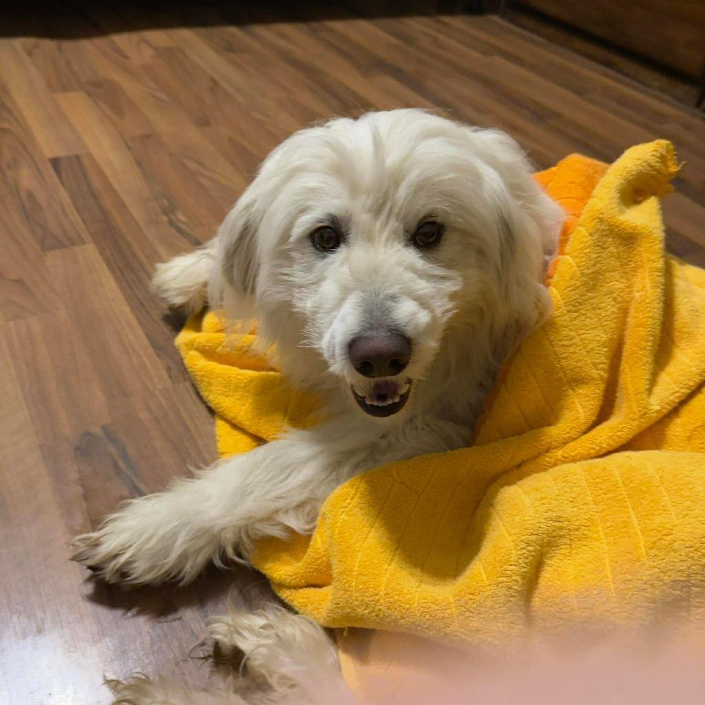 Enlarge Roland, a Adopted mixed breed in Arlington, TX image 6/6