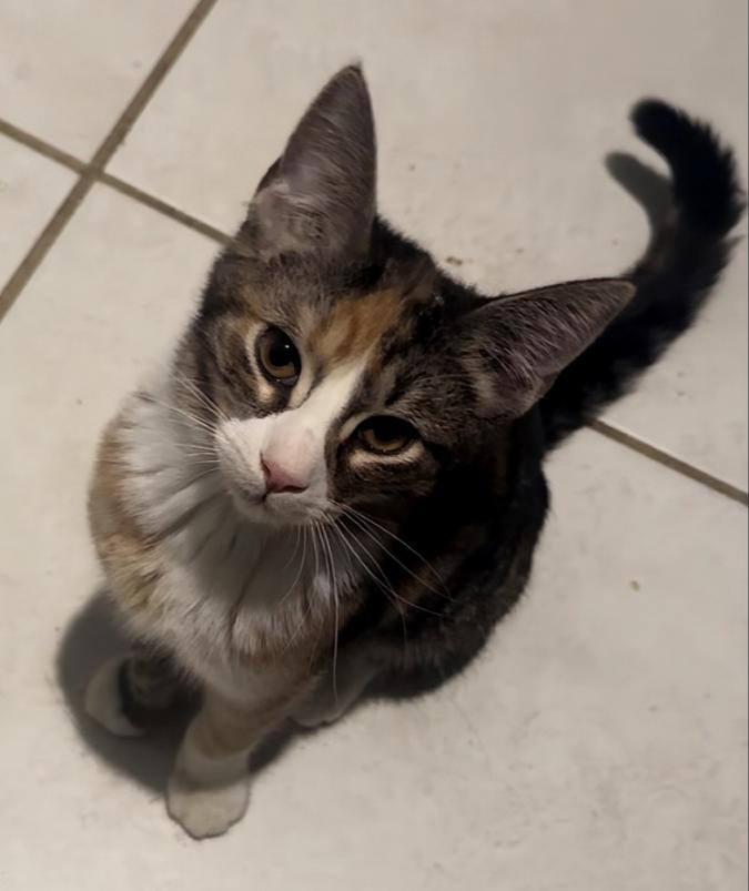 Topaz, Adopted, Young Female Domestic Short Hair.