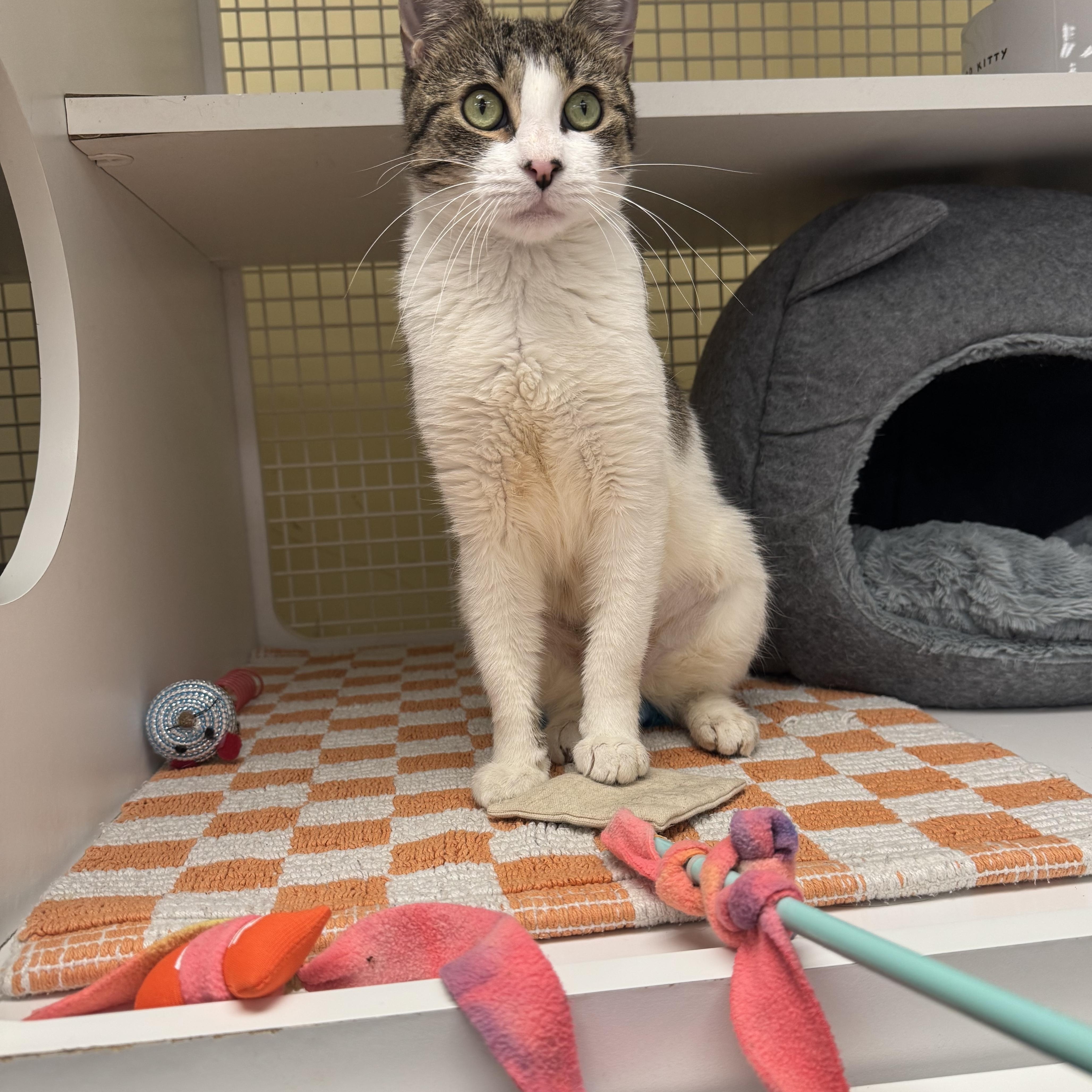 Madonna, a Adopted Domestic Short Hair in New York, NY image 2/3