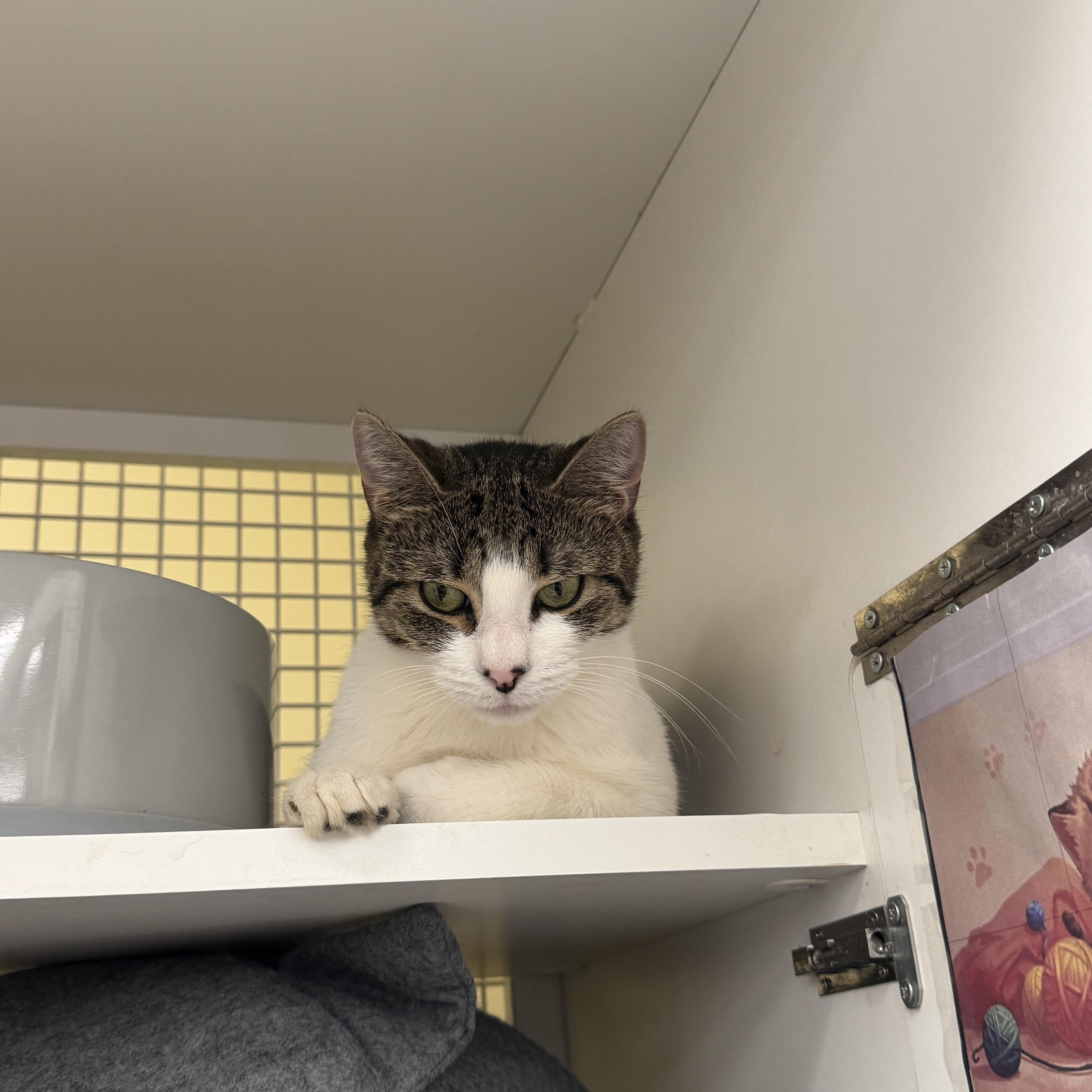 Madonna, a Adopted Domestic Short Hair in New York, NY image 3/3