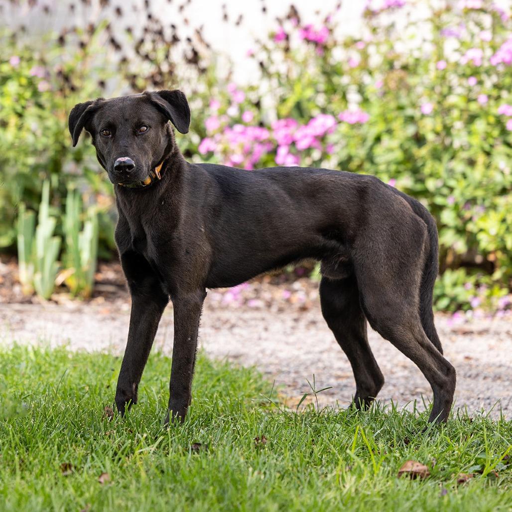 Enlarge Tank, a Adoptable mixed breed in Council Bluffs, IA image 1/5