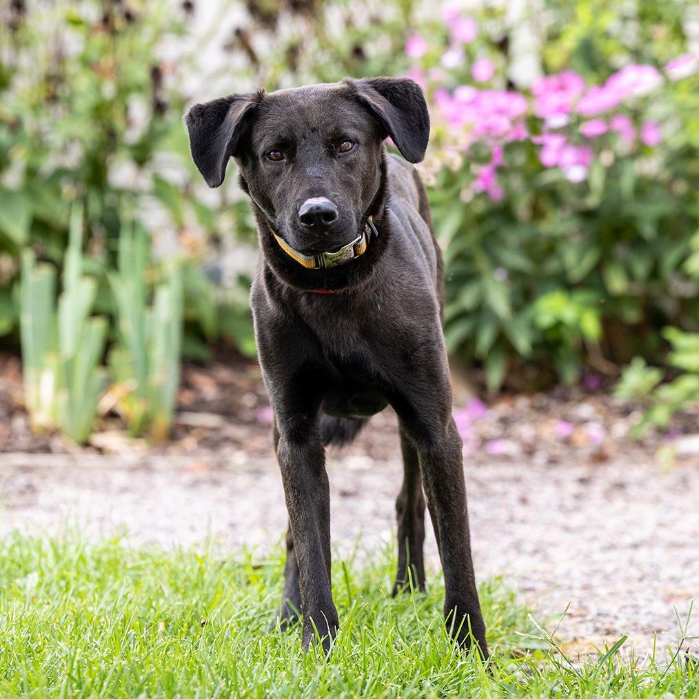 Enlarge Tank, a Adoptable mixed breed in Council Bluffs, IA image 2/5