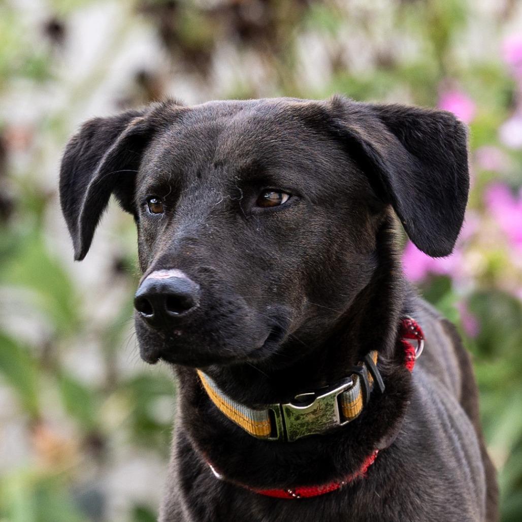 Enlarge Tank, a Adoptable mixed breed in Council Bluffs, IA image 3/5