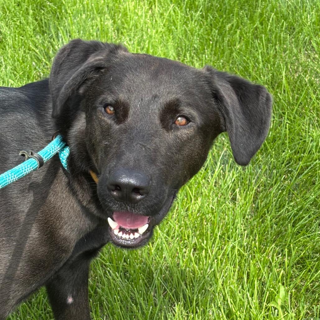 Enlarge Tank, a Adoptable mixed breed in Council Bluffs, IA image 4/5
