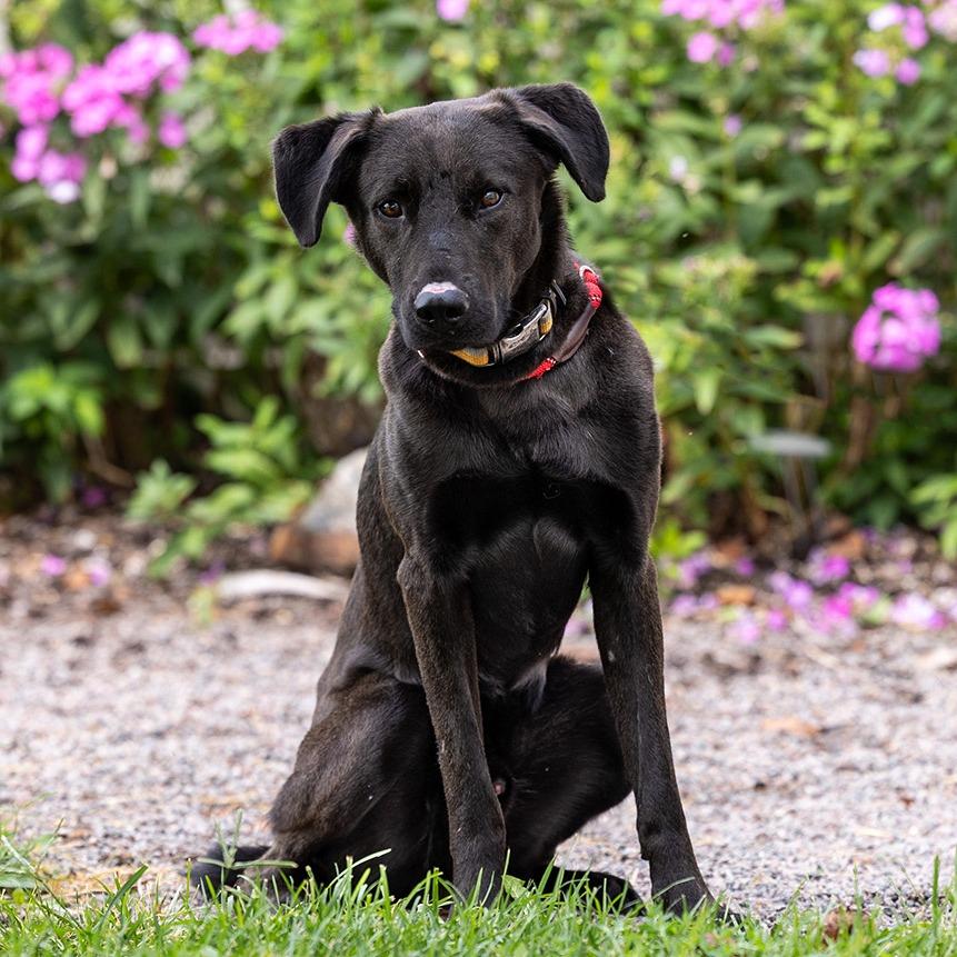 Enlarge Tank, a Adoptable mixed breed in Council Bluffs, IA image 5/5