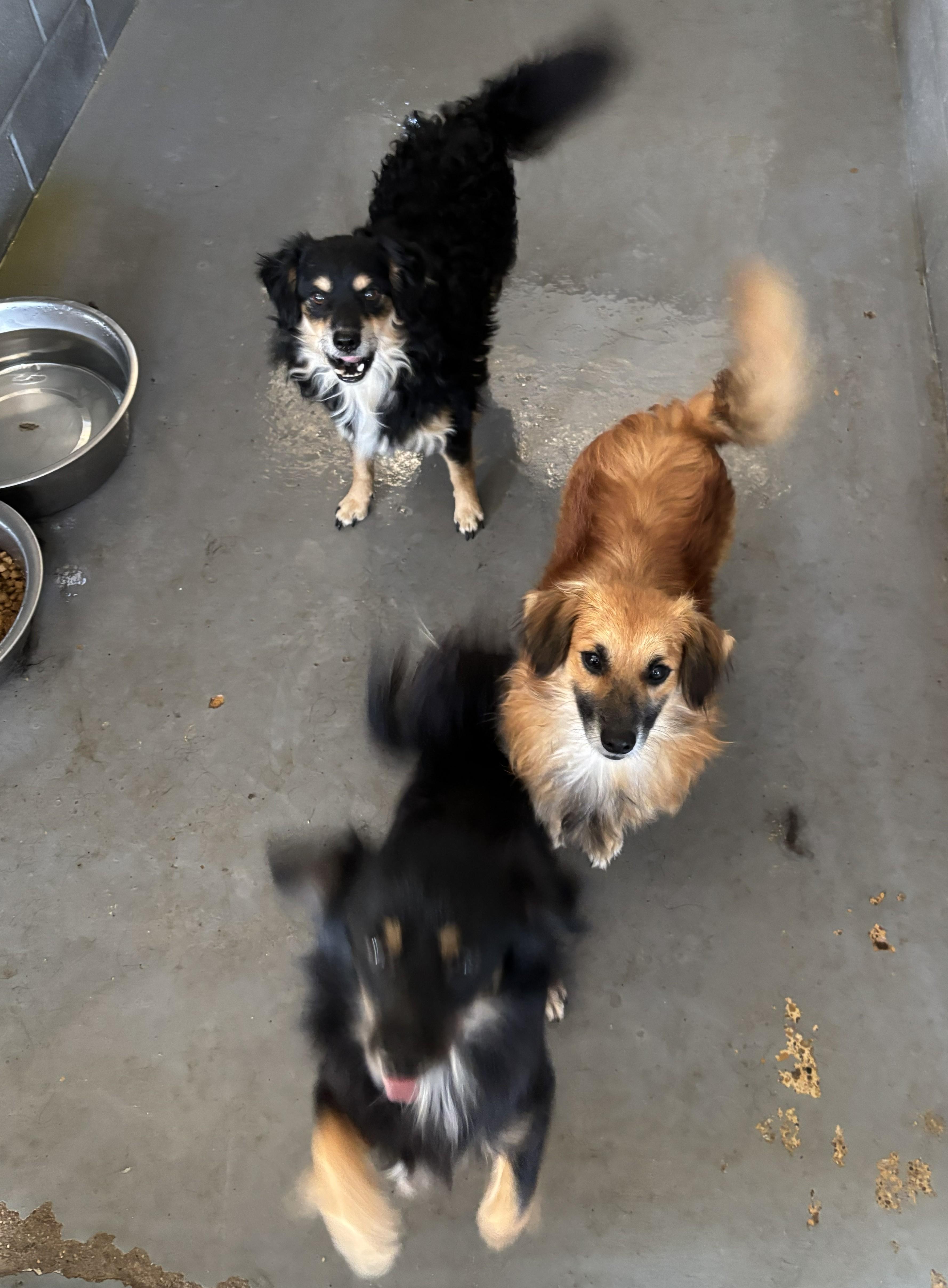 Enlarge Murphy - Tagged4Rescue, an adopted mixed breed in Edna, TX image 2/2