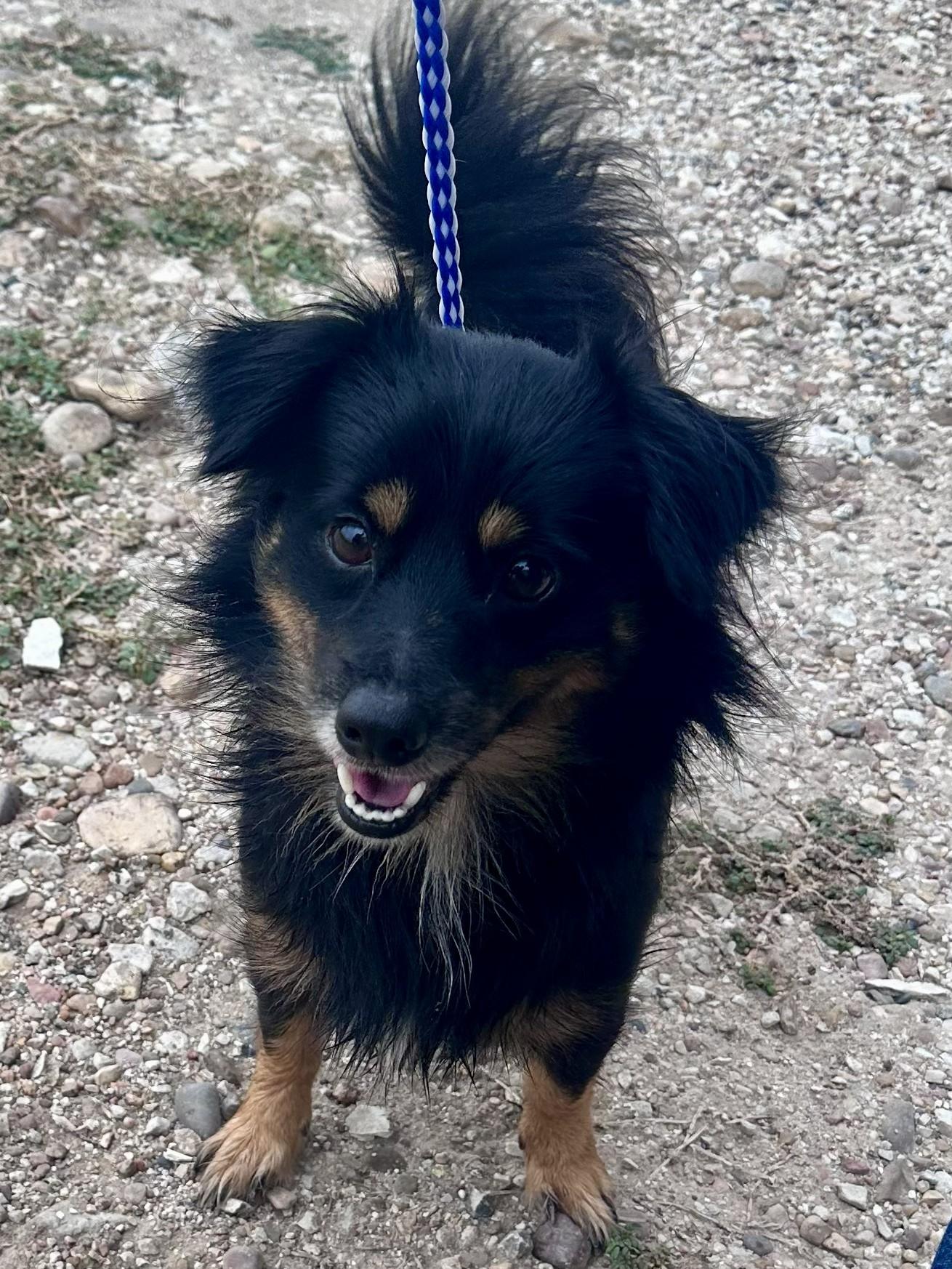 Enlarge Murphy - Tagged4Rescue, an adopted mixed breed in Edna, TX image 1/2