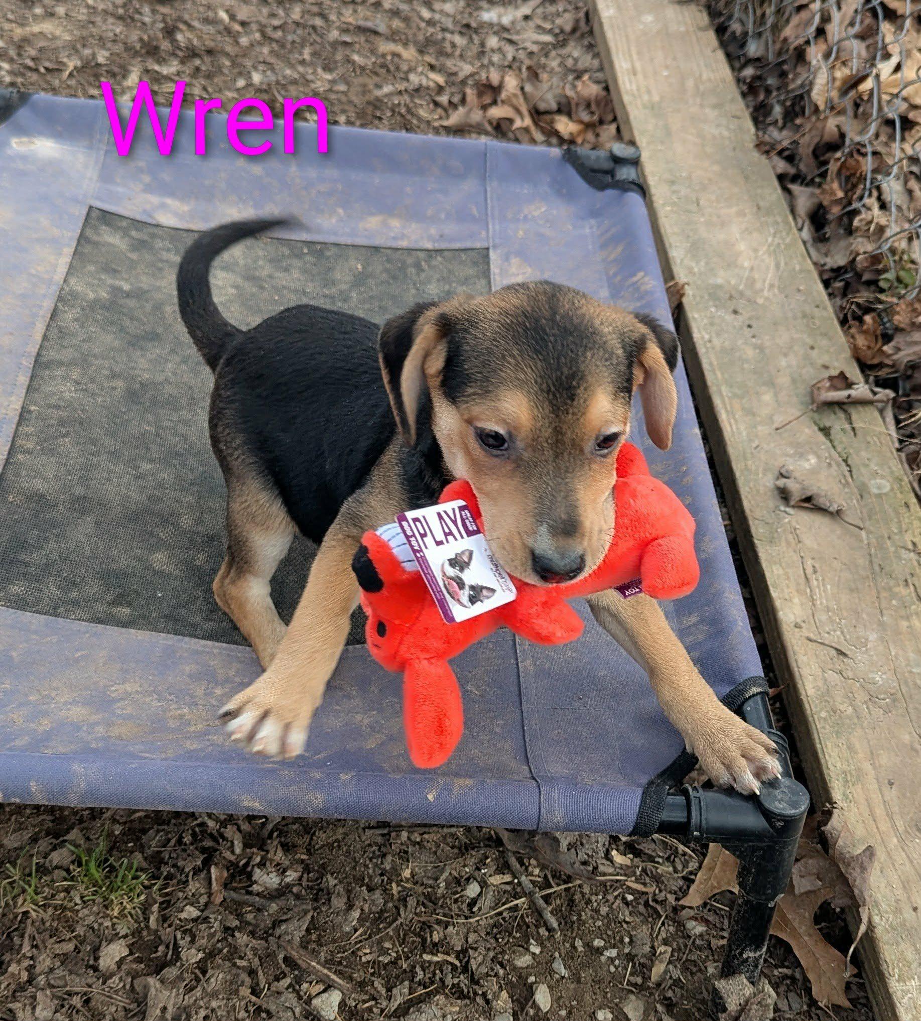 Wren, an adopted mixed breed in Utica, NY image 3/5