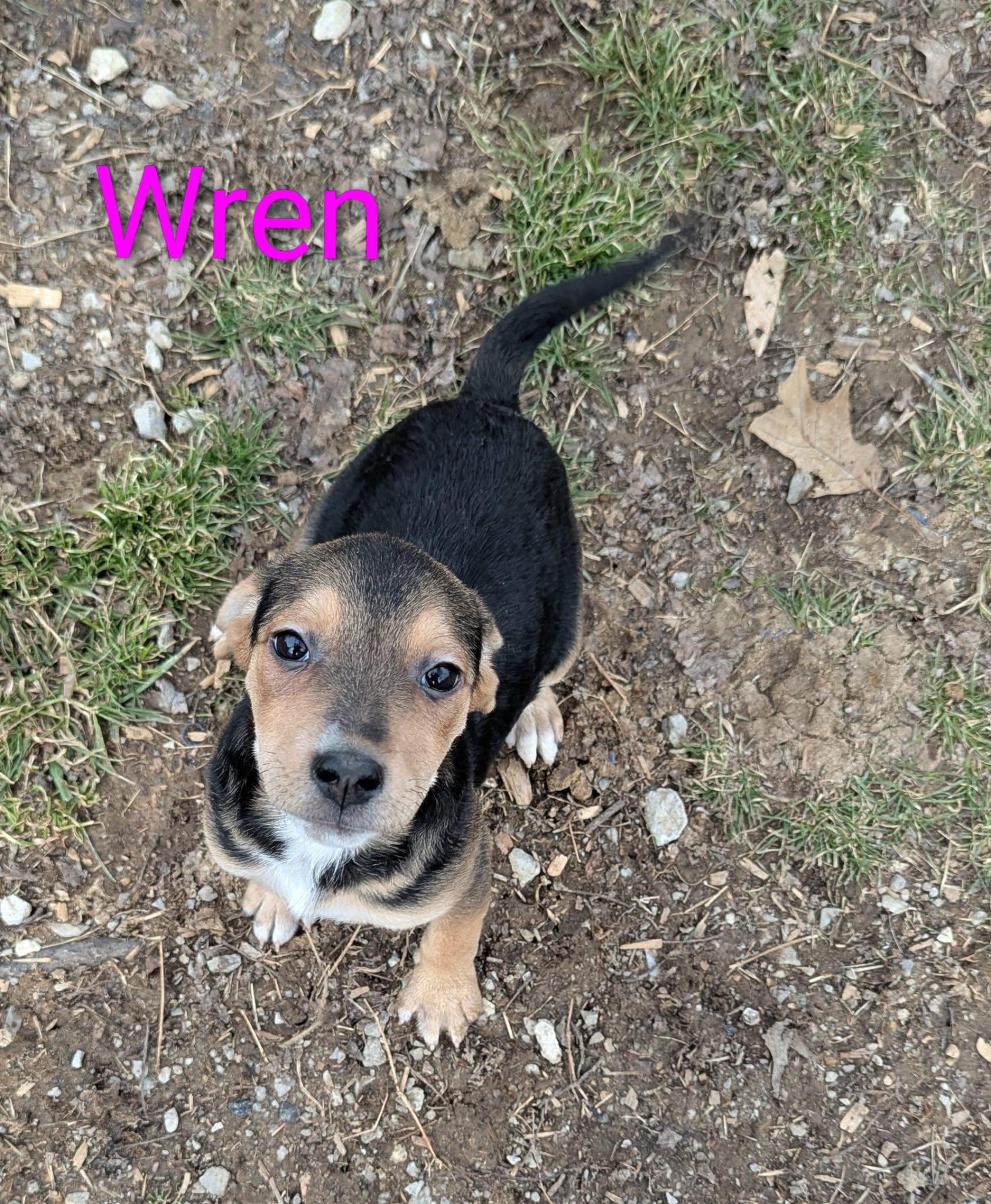Wren, an adopted mixed breed in Utica, NY image 2/5