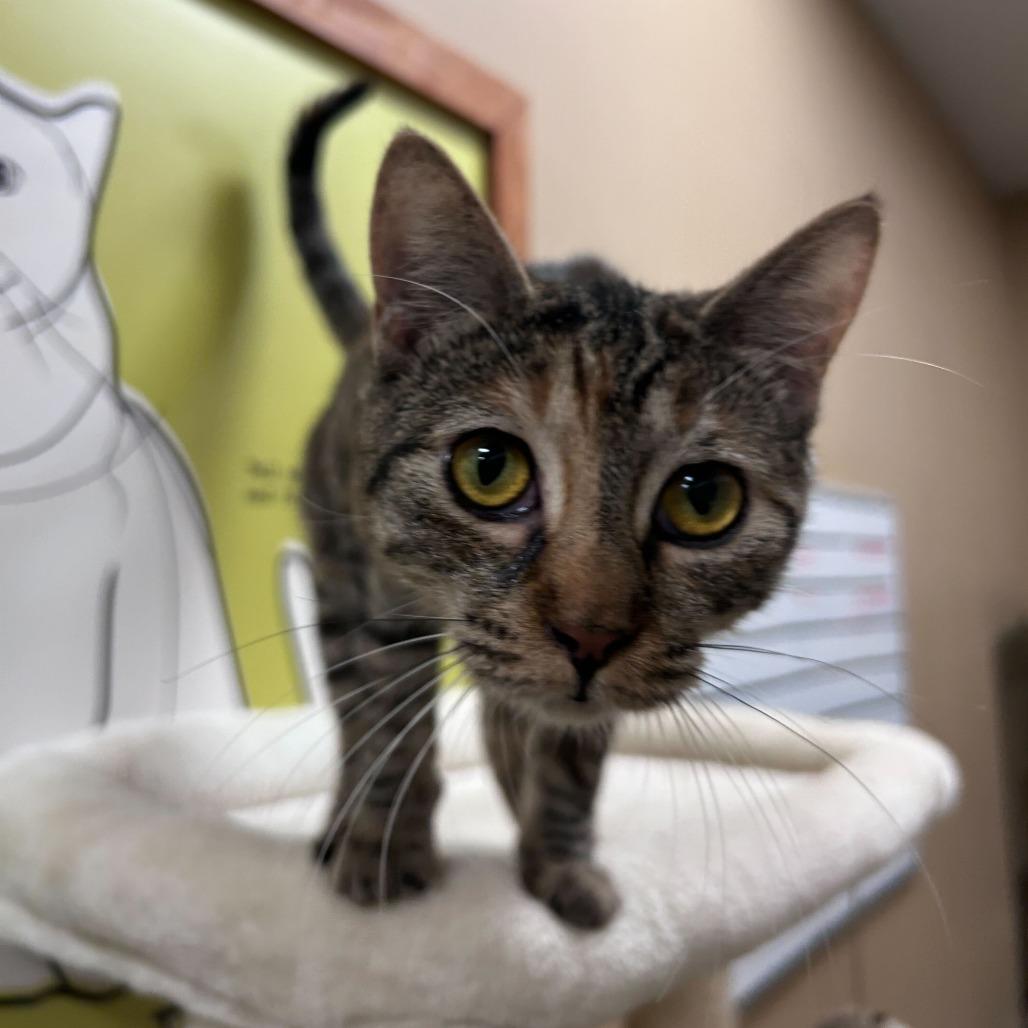 Enlarge Ginger, a Adoptable Domestic Short Hair in Long Beach, CA image 1/6