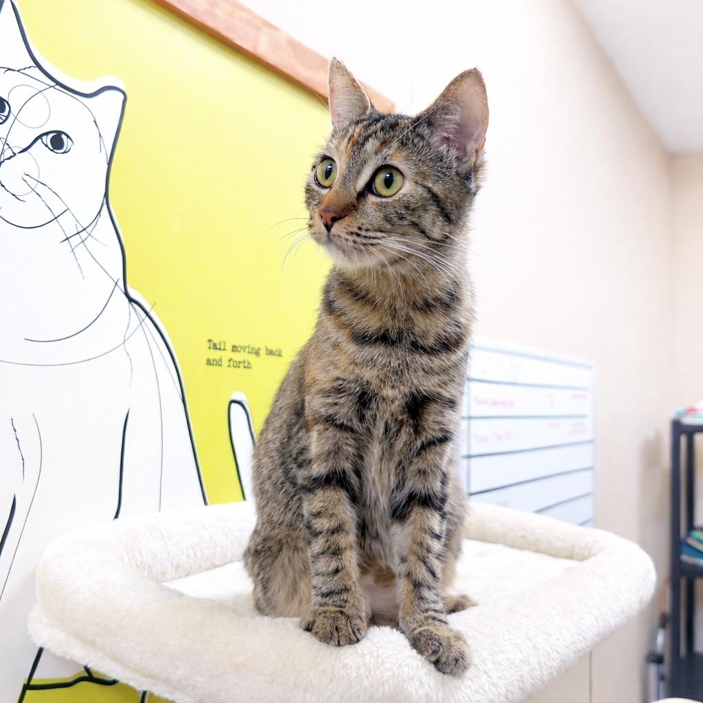 Enlarge Ginger, a Adoptable Domestic Short Hair in Long Beach, CA image 2/6