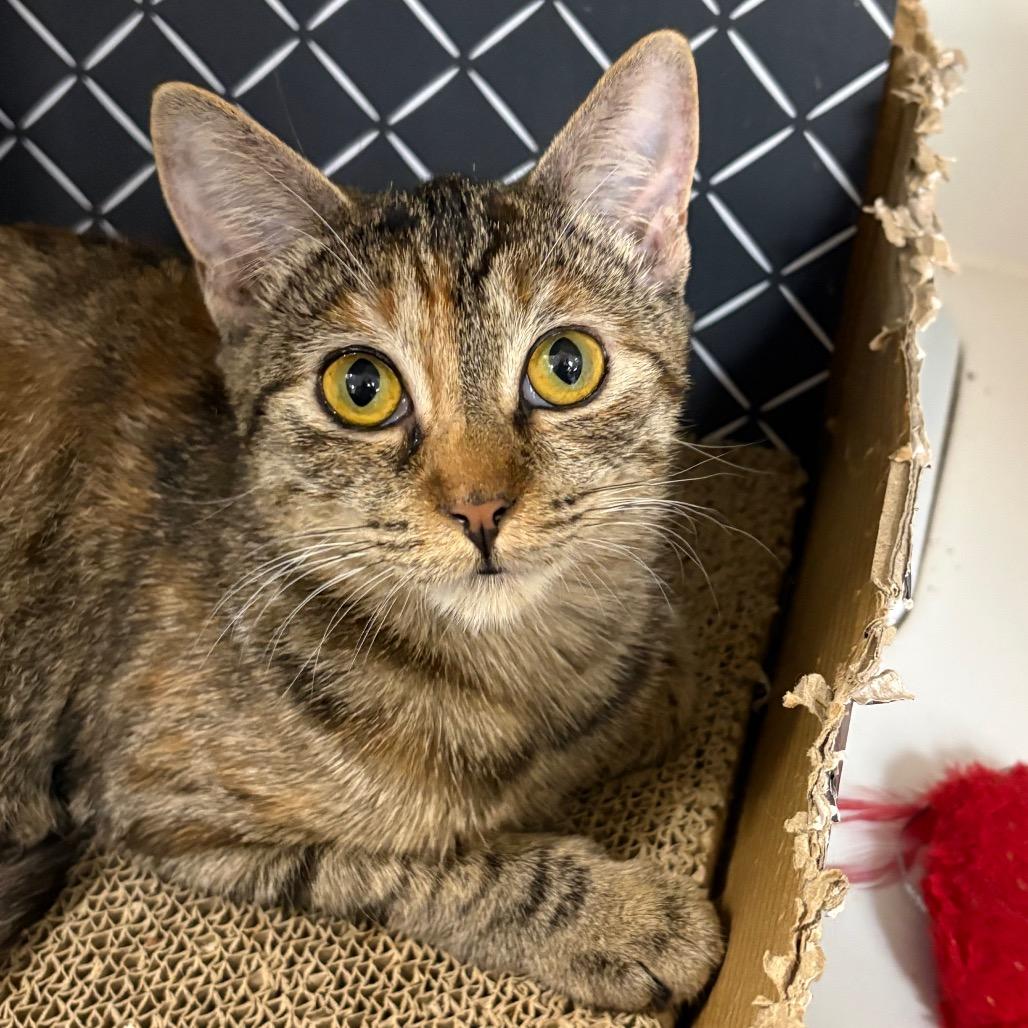 Enlarge Ginger, a Adoptable Domestic Short Hair in Long Beach, CA image 3/6