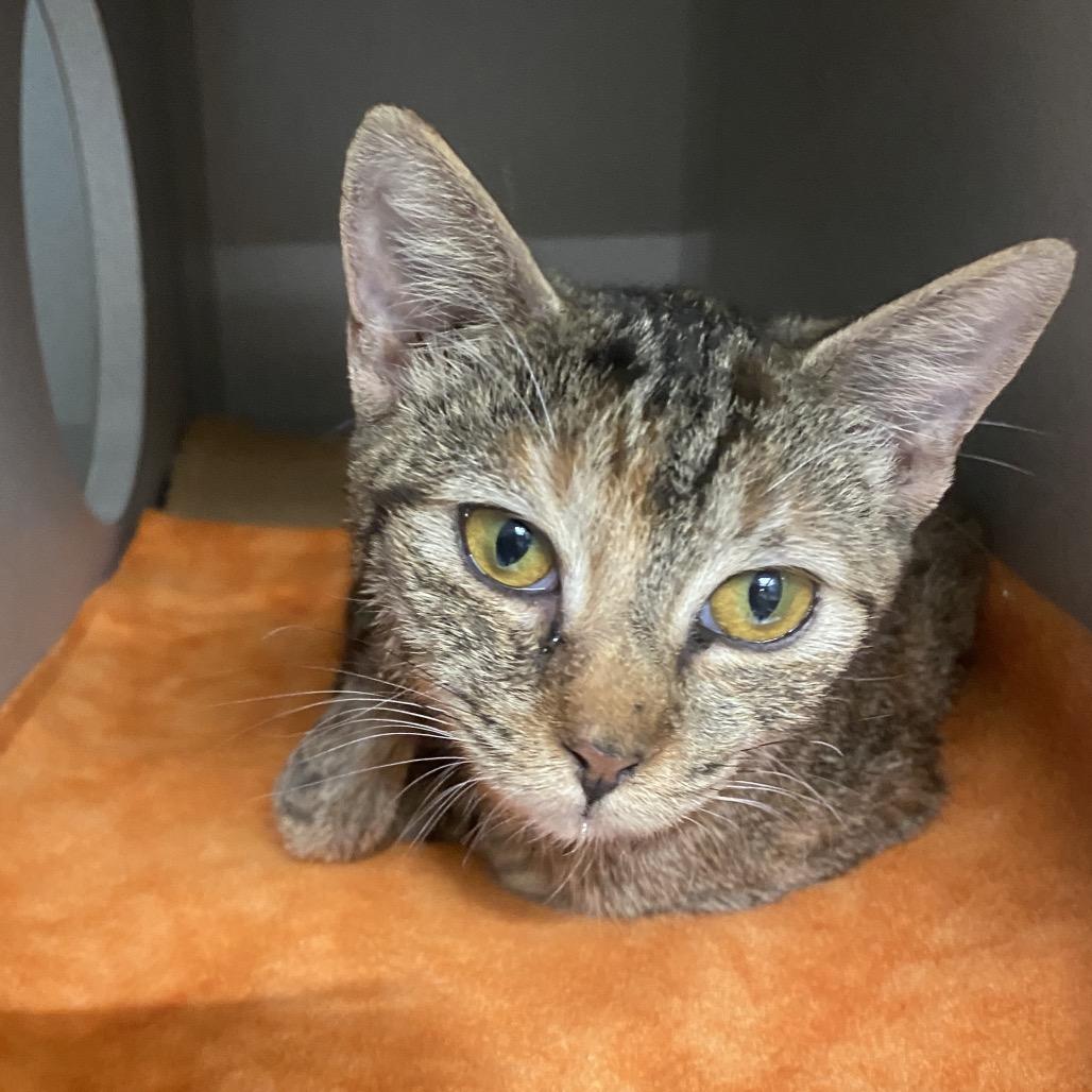 Enlarge Ginger, a Adoptable Domestic Short Hair in Long Beach, CA image 4/6