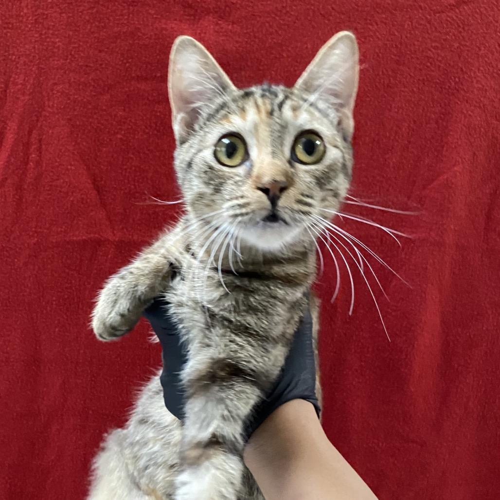 Enlarge Ginger, a Adoptable Domestic Short Hair in Long Beach, CA image 6/6