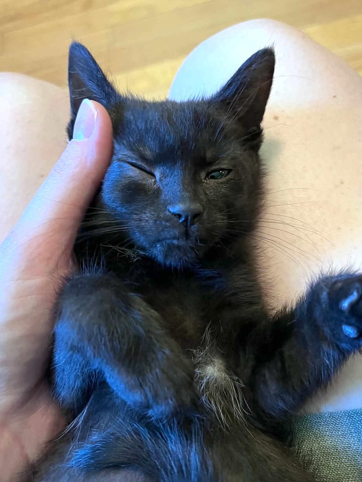 Cricket, an adoptable Domestic Short Hair in Belvidere, IL image 3/6