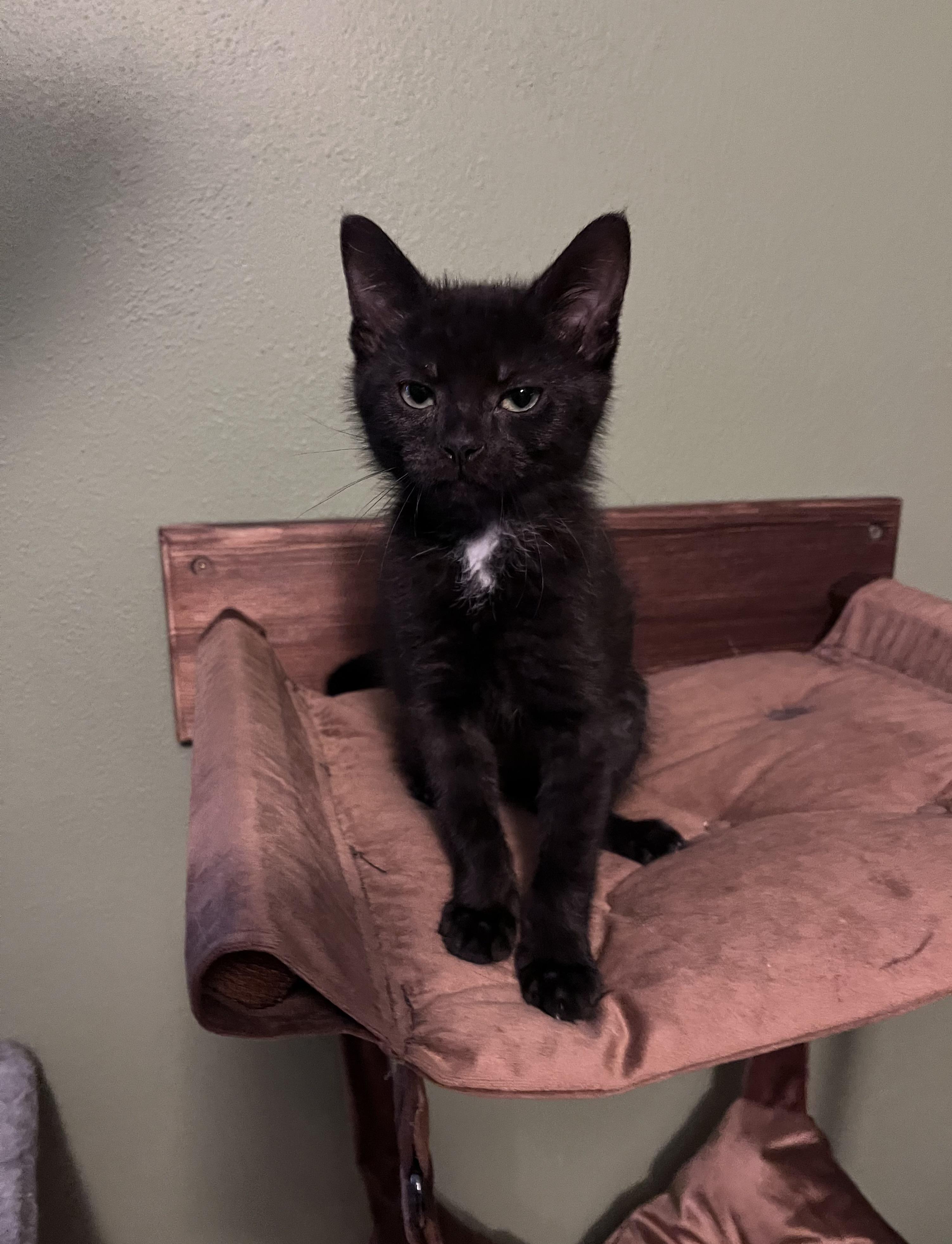 Cricket, an adoptable Domestic Short Hair in Belvidere, IL image 4/6
