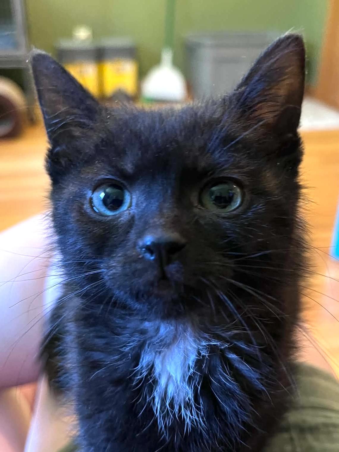 Cricket, an adoptable Domestic Short Hair in Belvidere, IL image 2/6