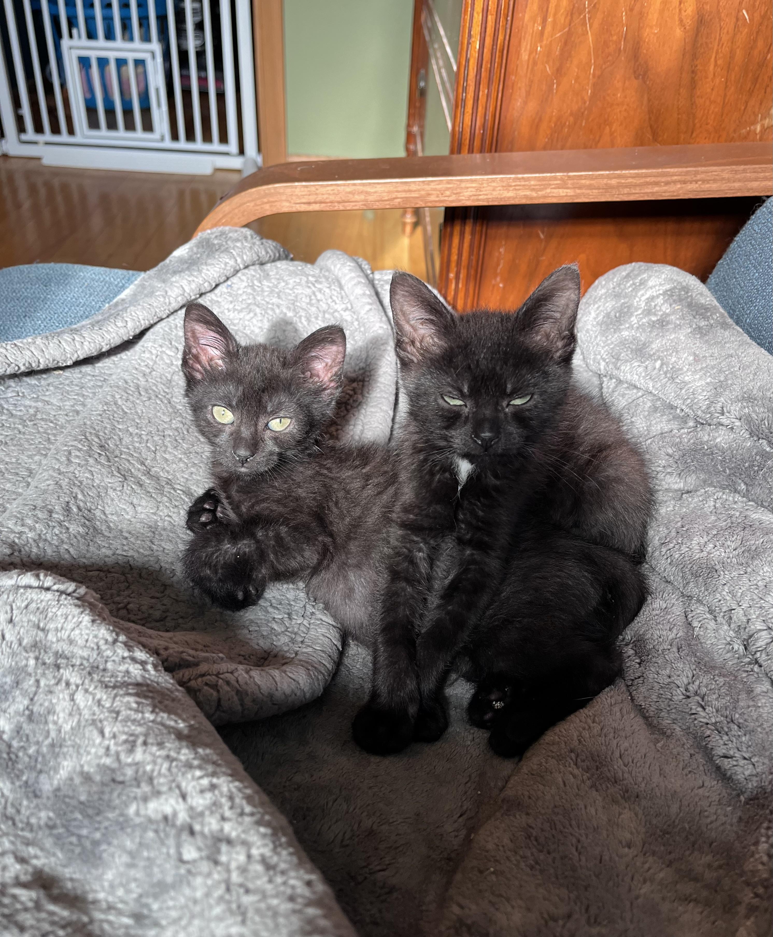 Cricket, an adoptable Domestic Short Hair in Belvidere, IL image 6/6