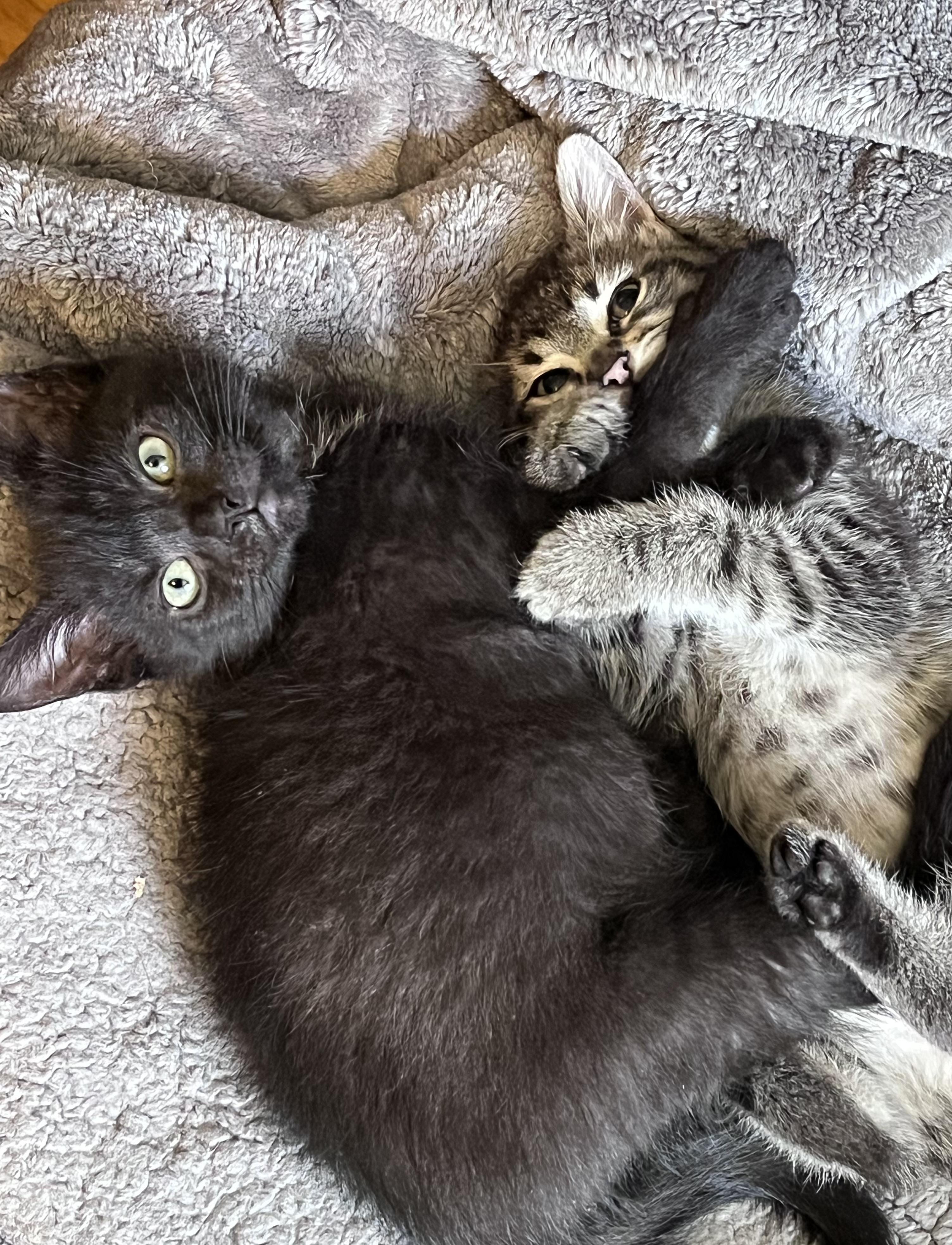 Cricket, an adoptable Domestic Short Hair in Belvidere, IL image 1/6