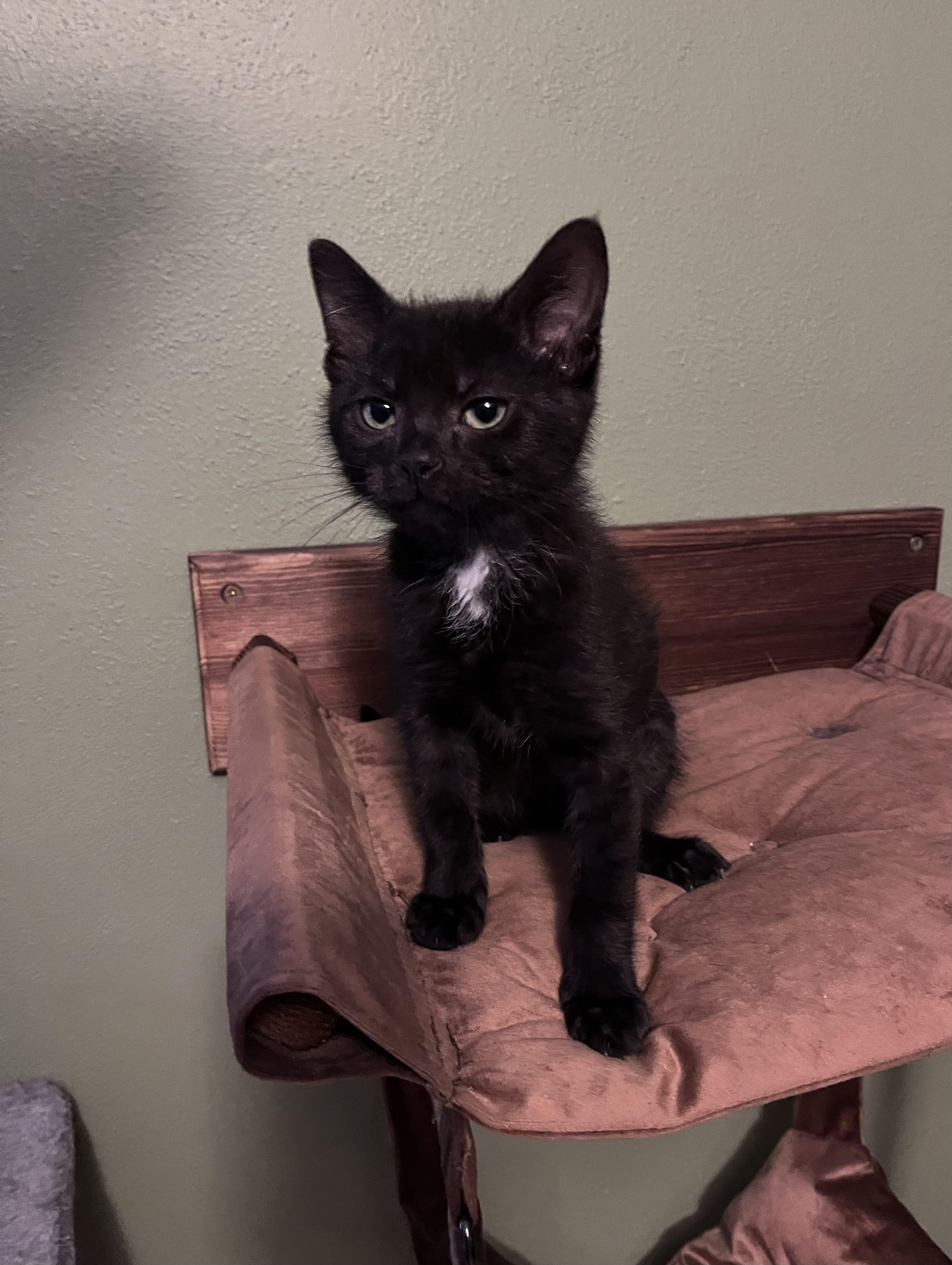 Cricket, an adoptable Domestic Short Hair in Belvidere, IL image 5/6