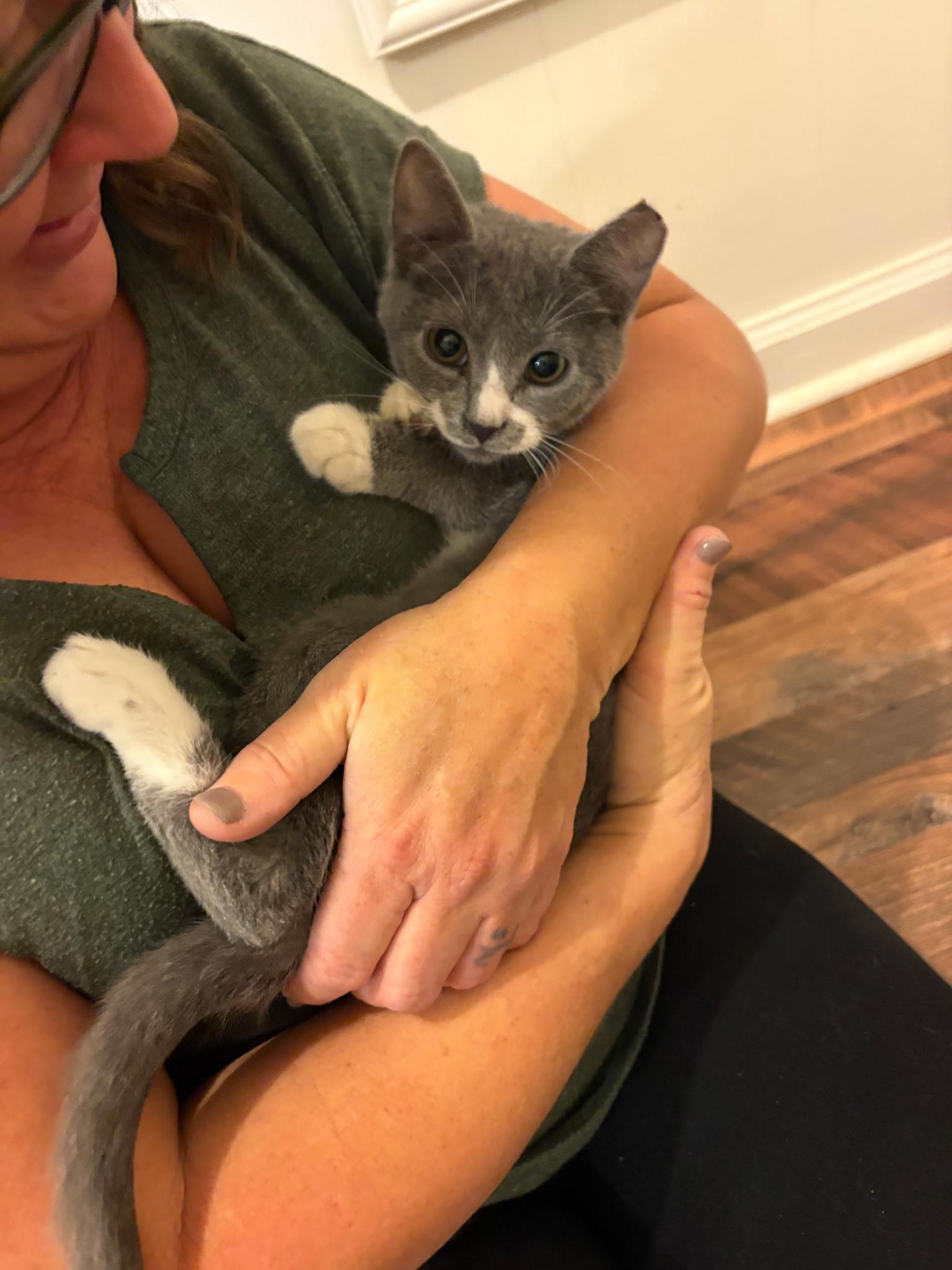 Socks, an adopted Domestic Short Hair in Greensboro, NC image 4/5