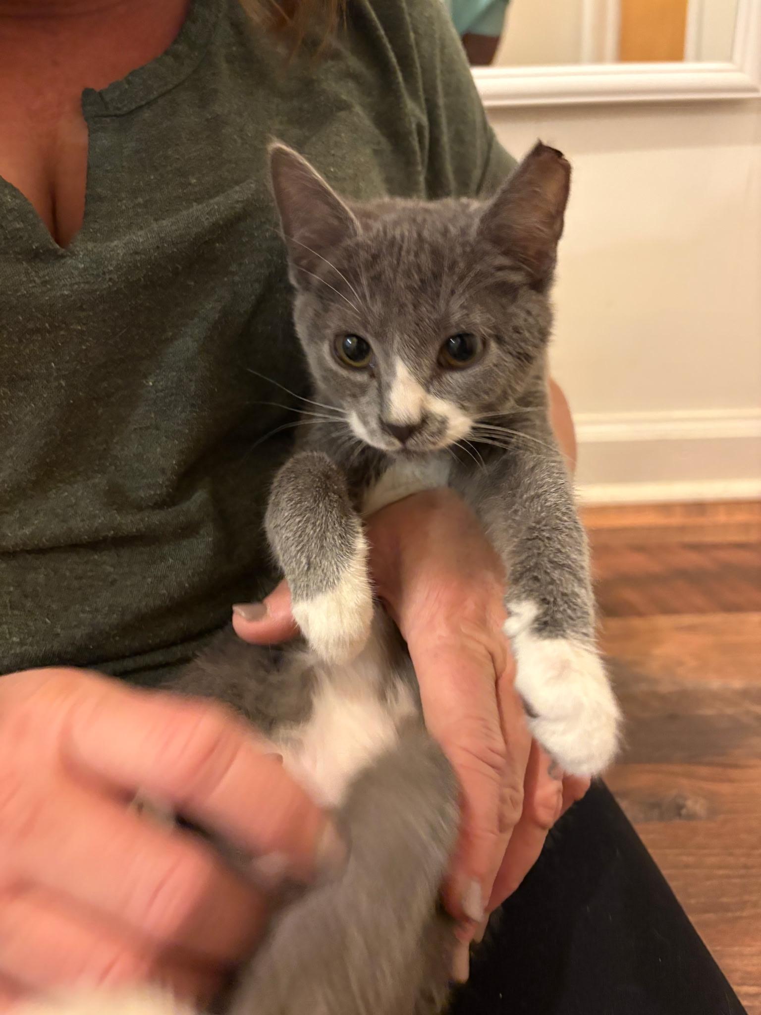 Socks, an adopted Domestic Short Hair in Greensboro, NC image 5/5