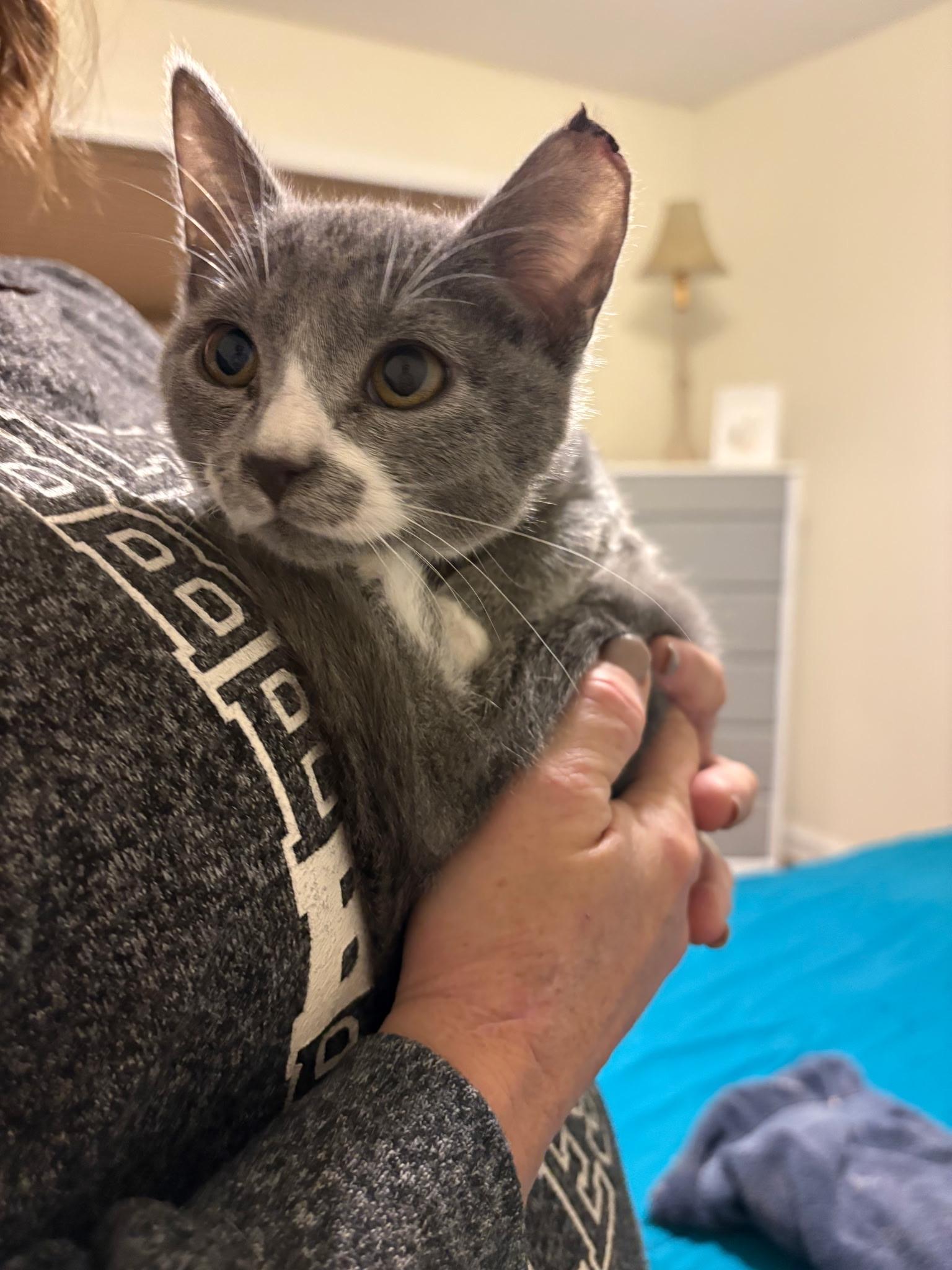 Socks, an adopted Domestic Short Hair in Greensboro, NC image 3/5