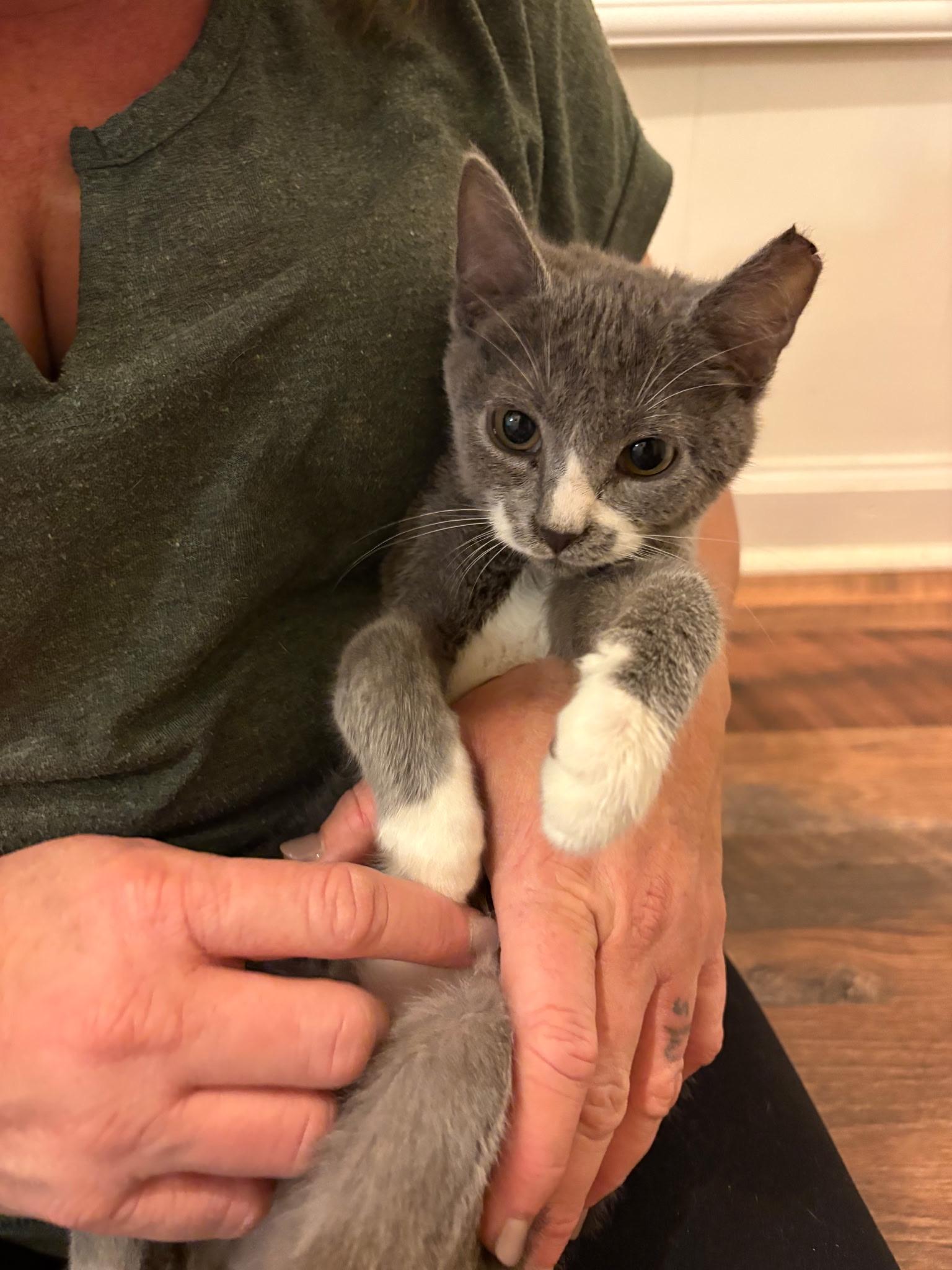 Socks, an adopted Domestic Short Hair in Greensboro, NC image 2/5