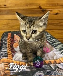 Enlarge Tiggi the Tiny sweet tabbico, a Adoptable Tabby in Cary, NC image 2/6